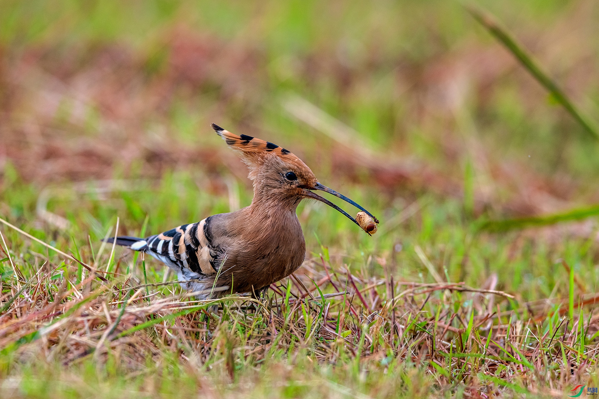 _AUU0256 ��ʤ(25.9.22).jpg