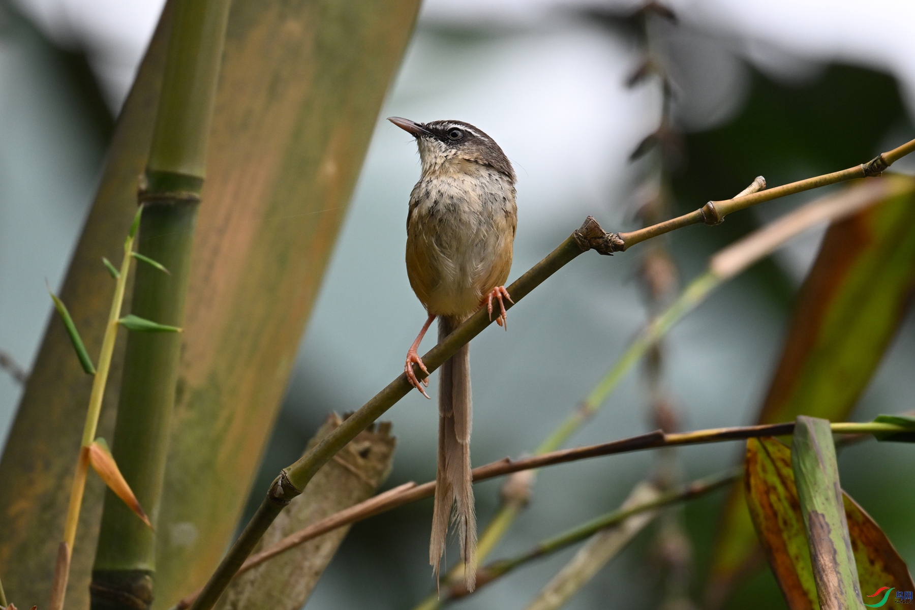 DSC_0432.JPG