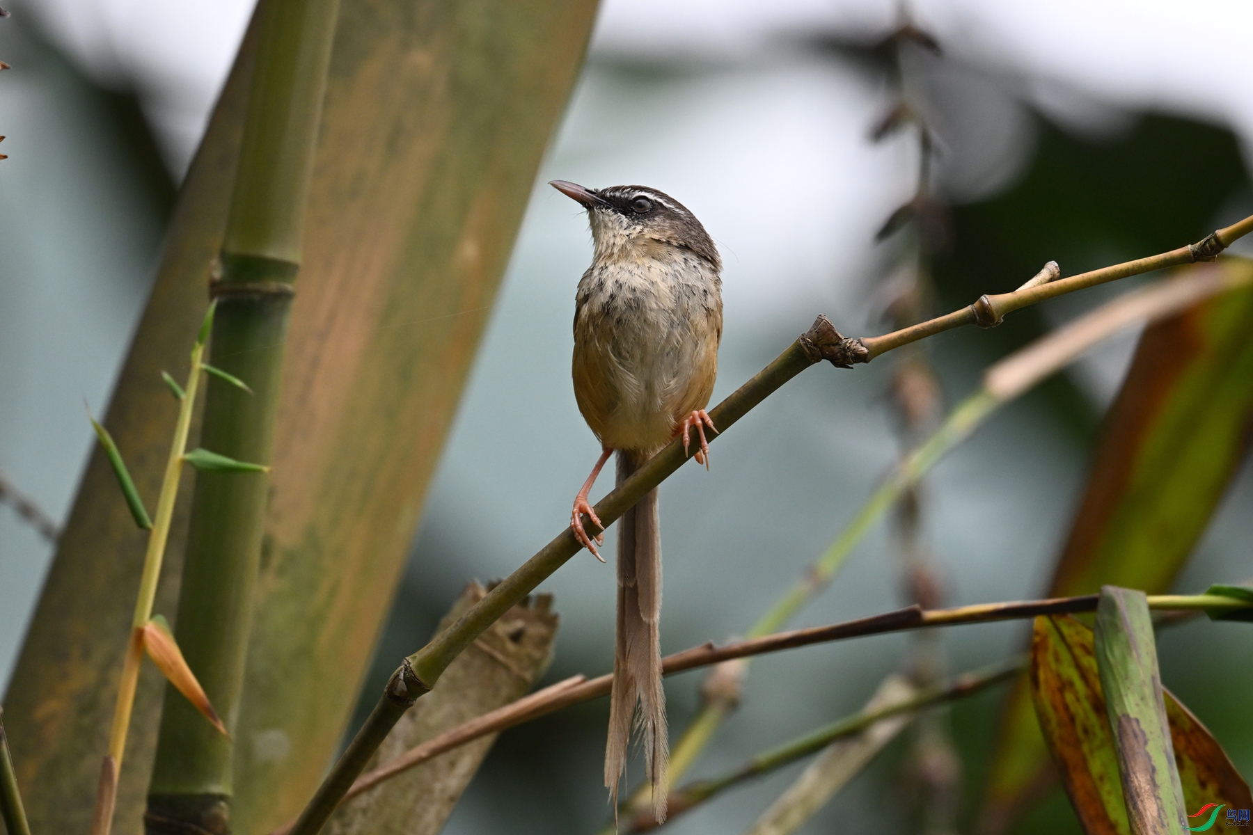 DSC_0433.JPG