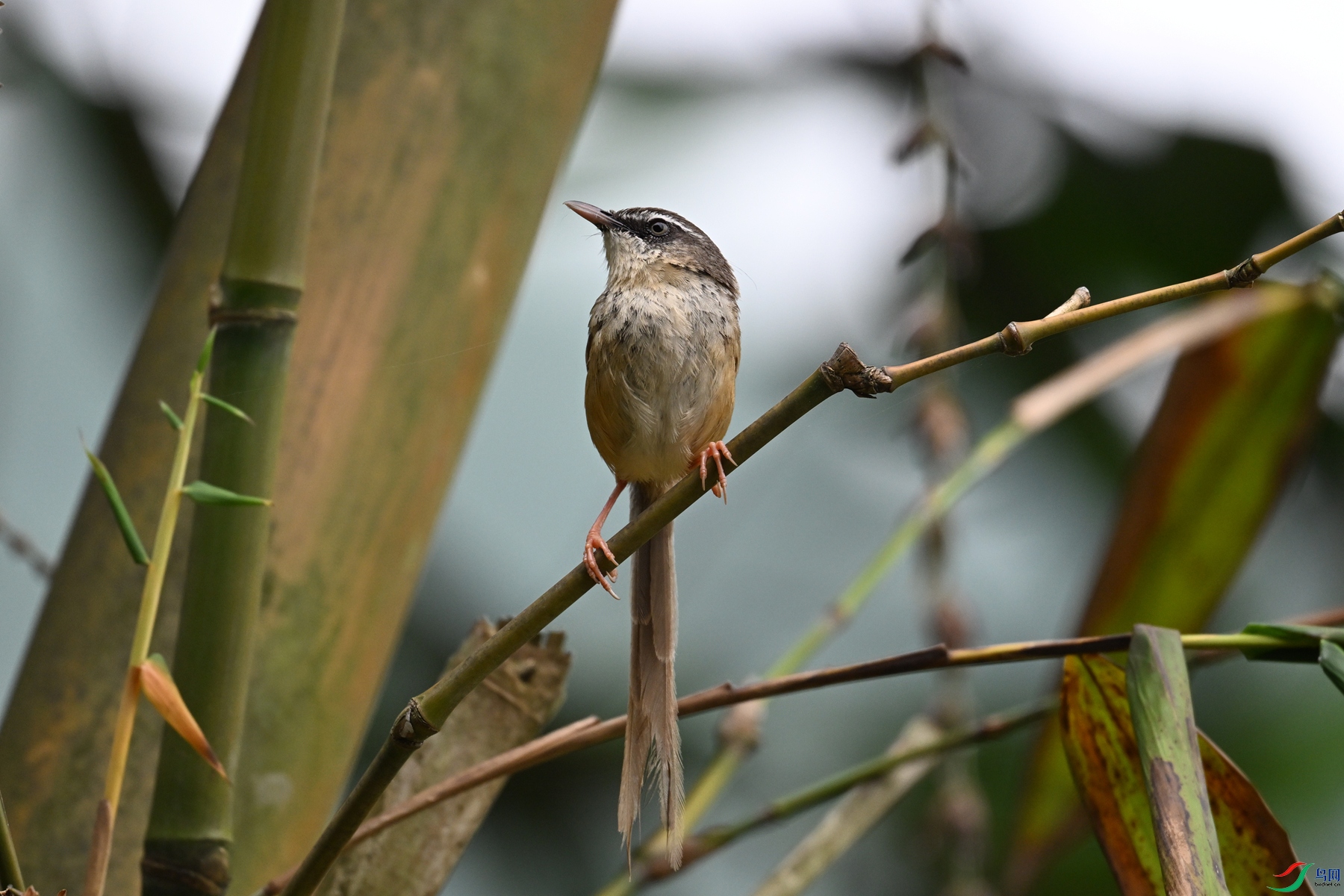 DSC_0434.JPG