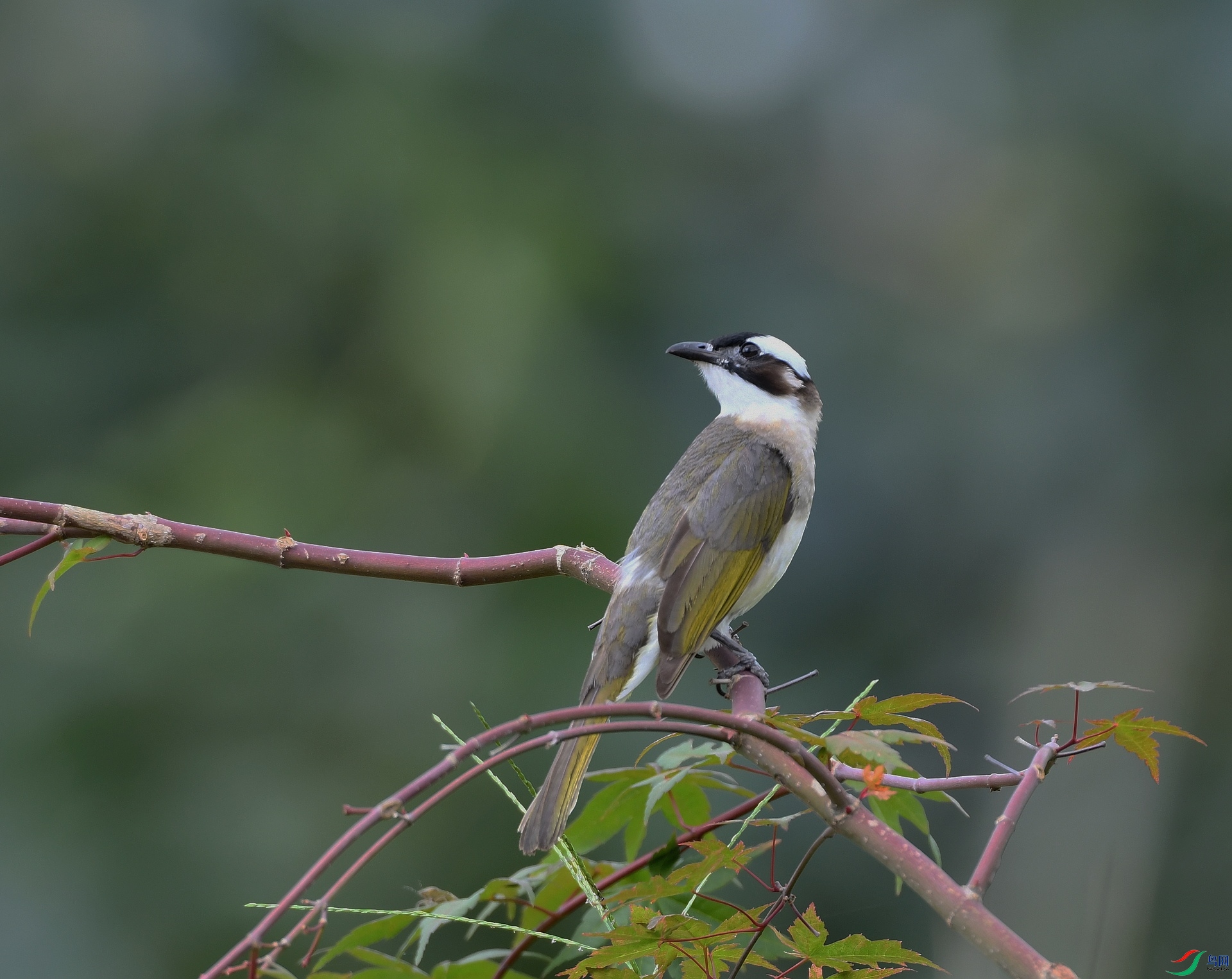 DSC_1012.jpg