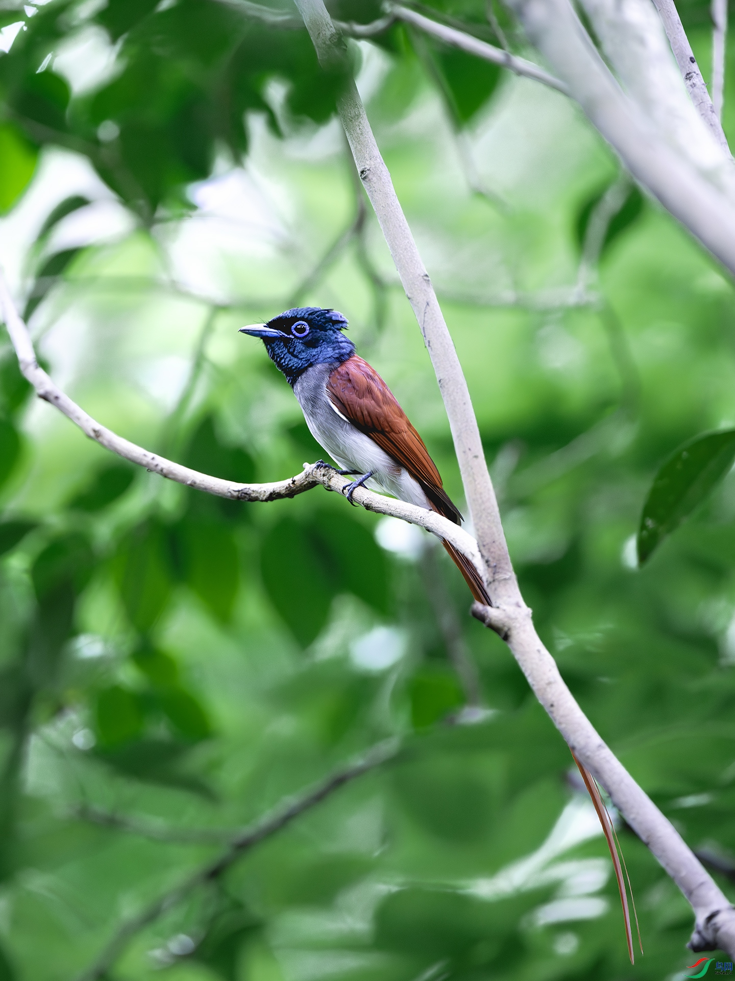 DSC_8003-����ǿ-NR ����.jpg