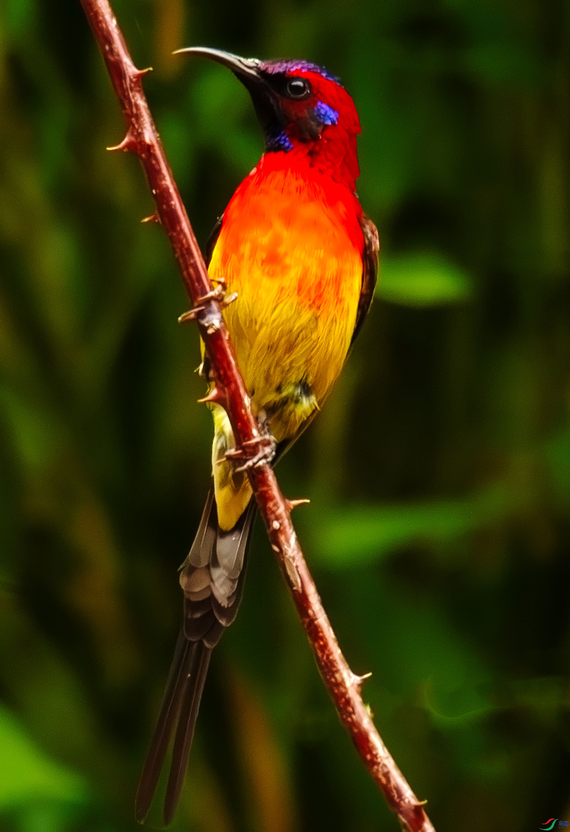 ����̫����