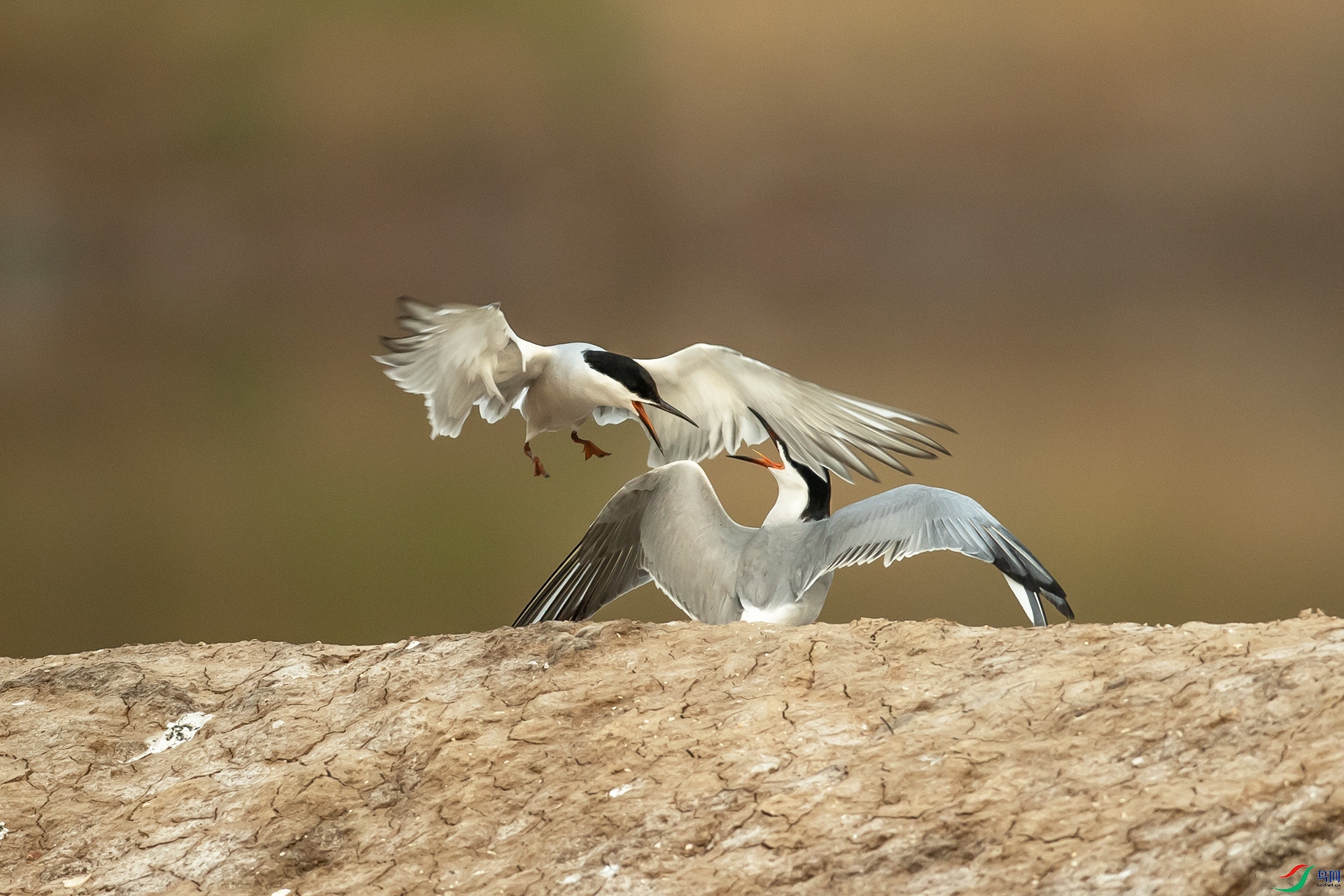 DSC_4528.jpg
