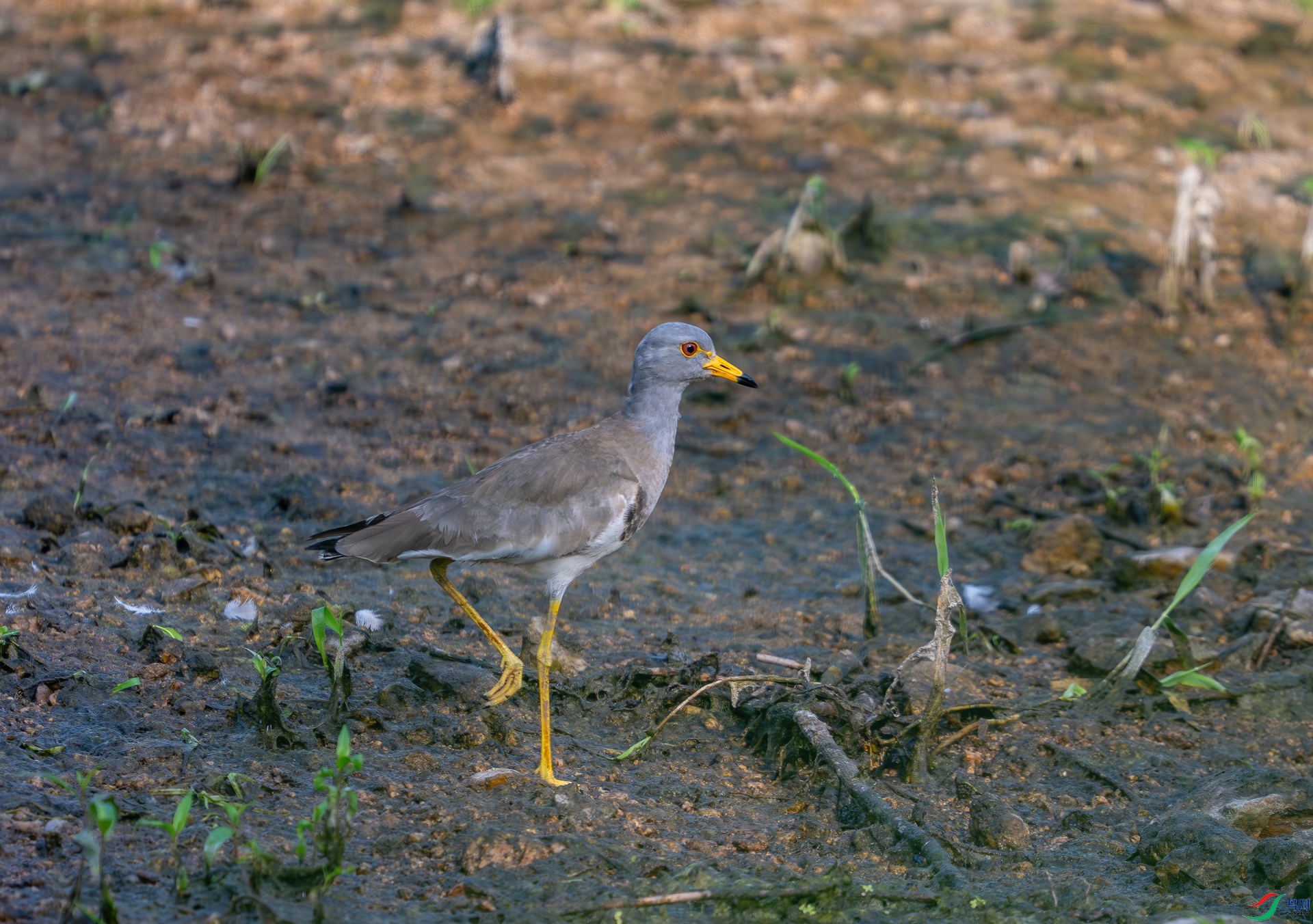 DSC_1275.jpg
