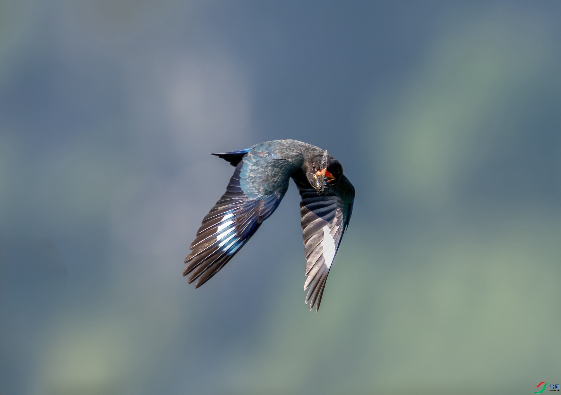 DSC_1208-1.jpg
