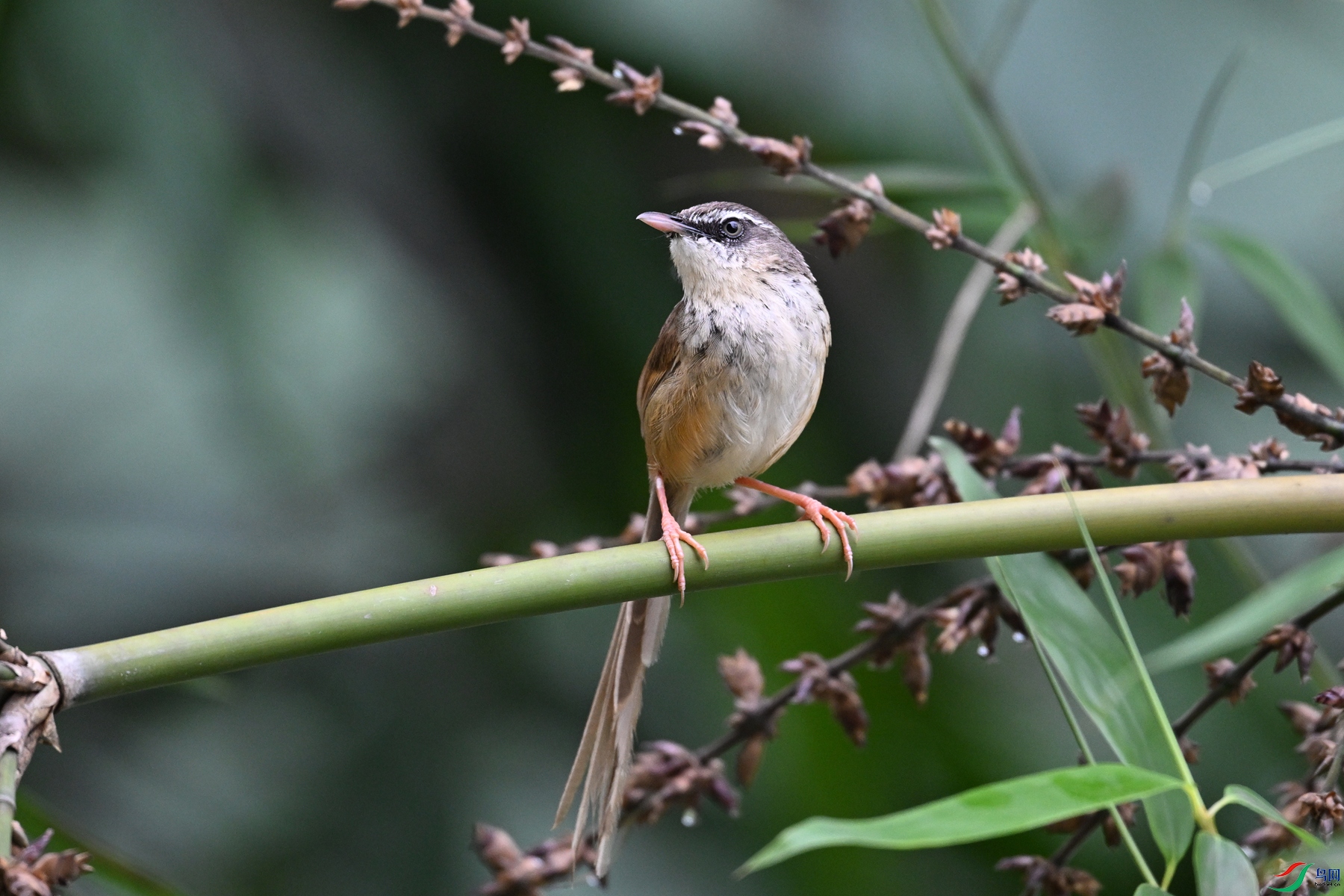 DSC_0446.JPG