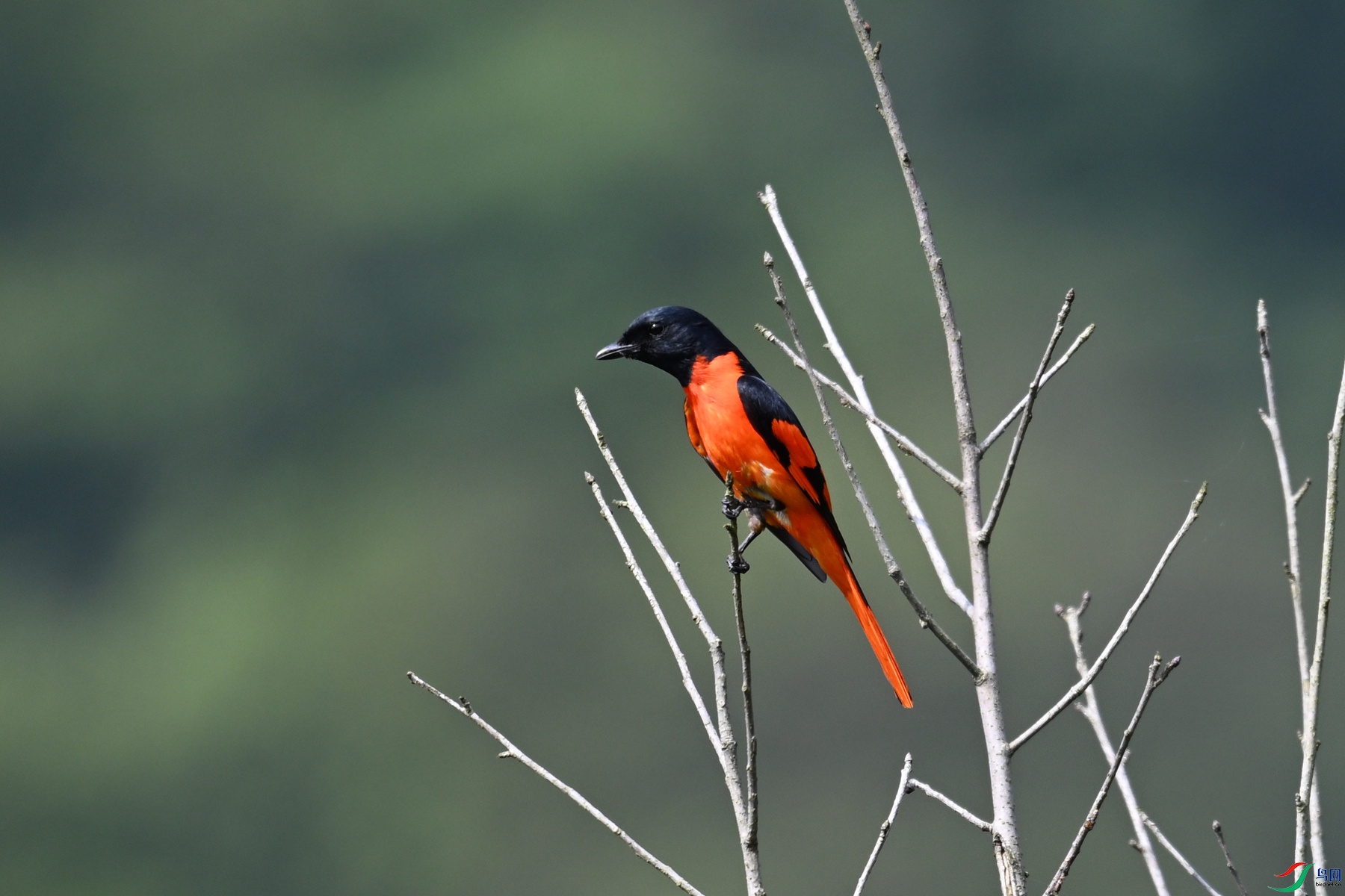 DSC_0137.JPG