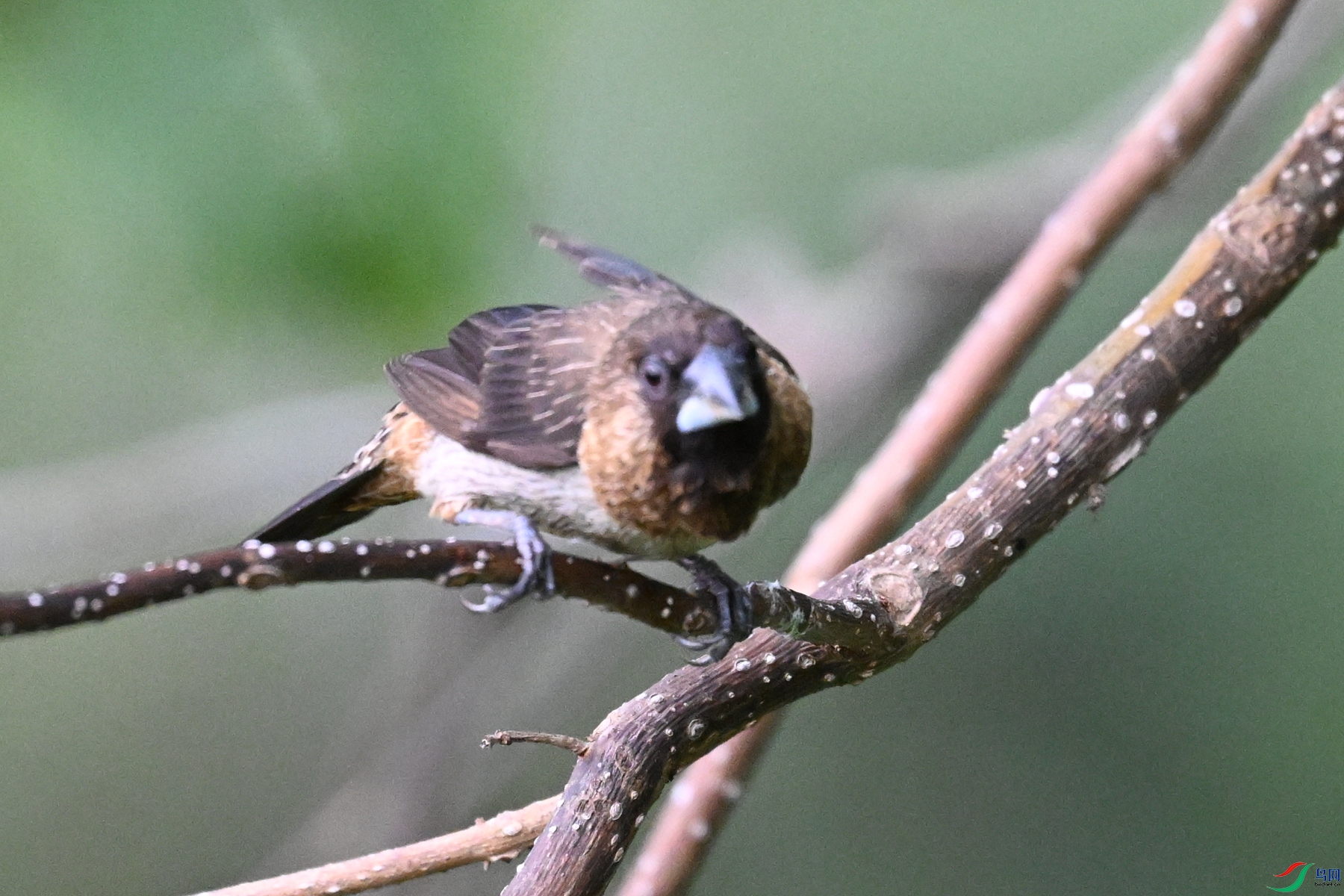 DSC_0092.JPG