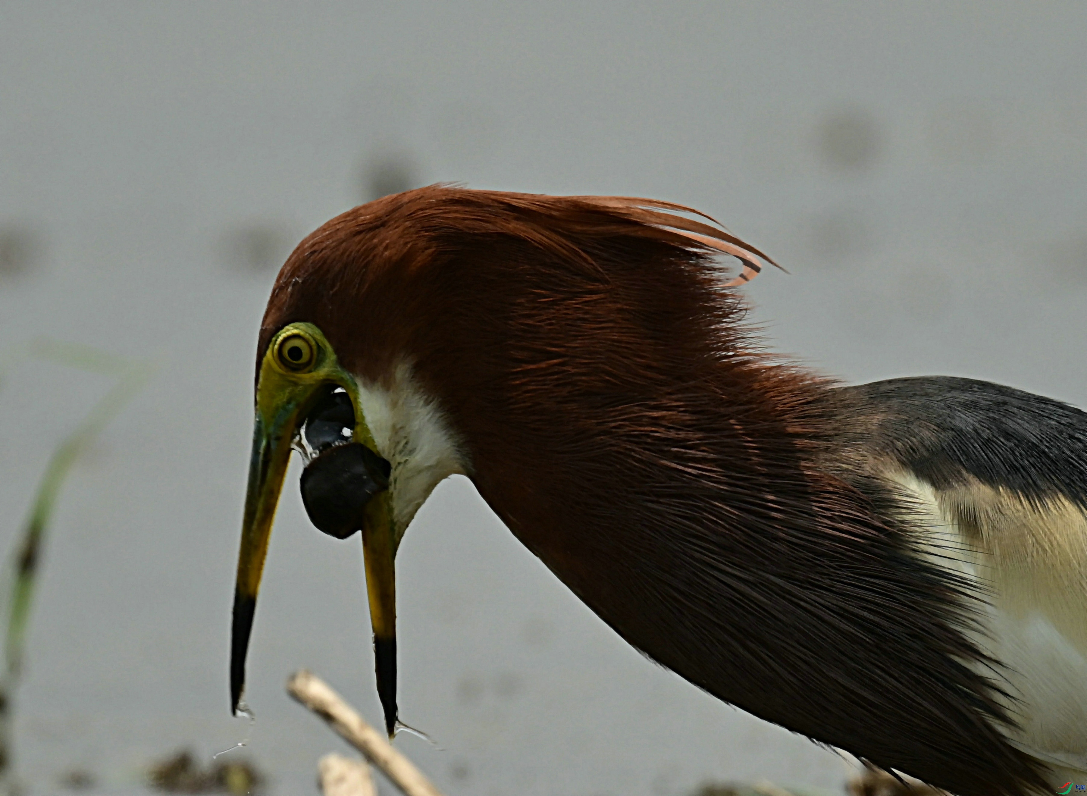 DSC_9731.jpg