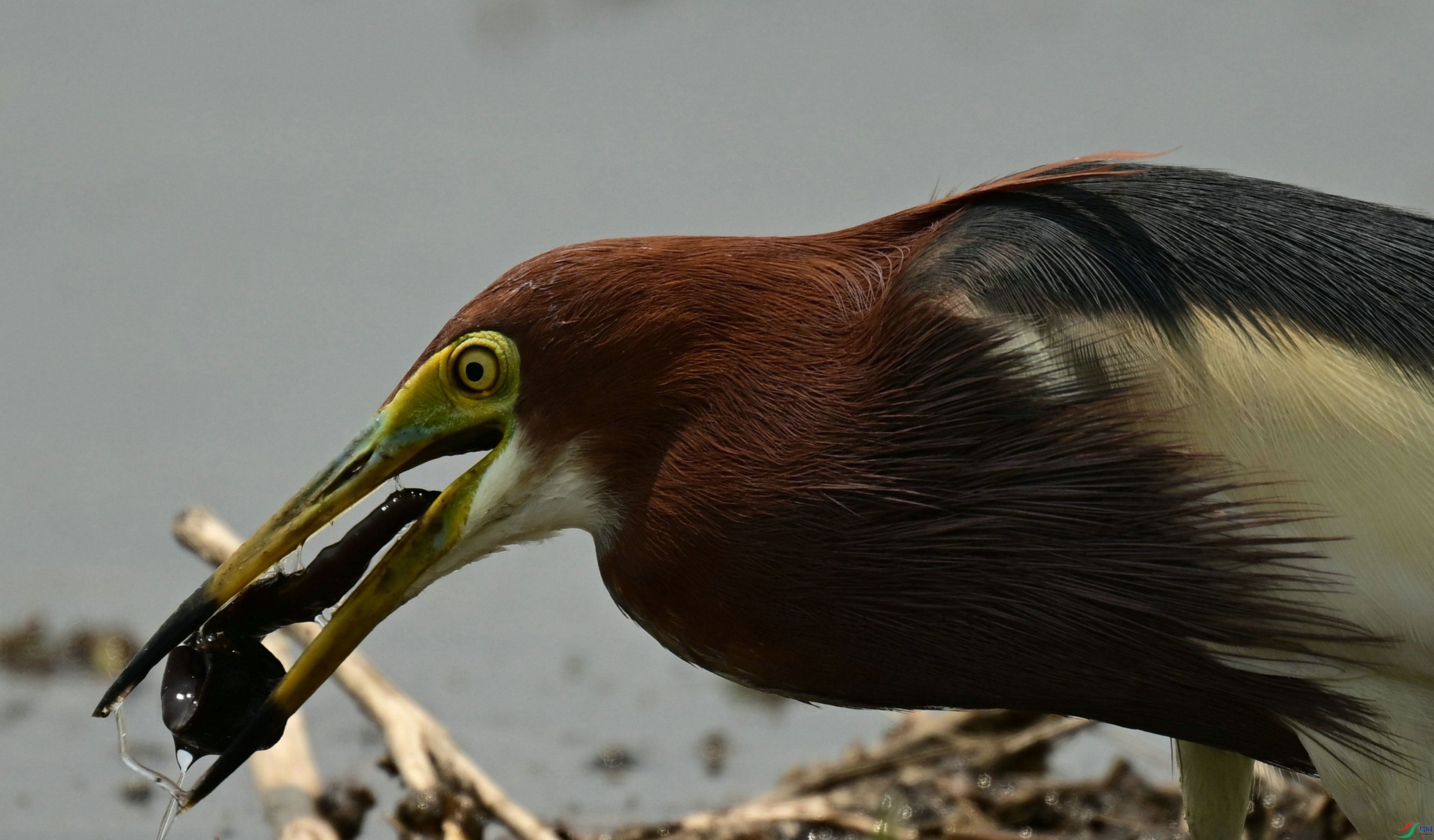 DSC_9754.jpg