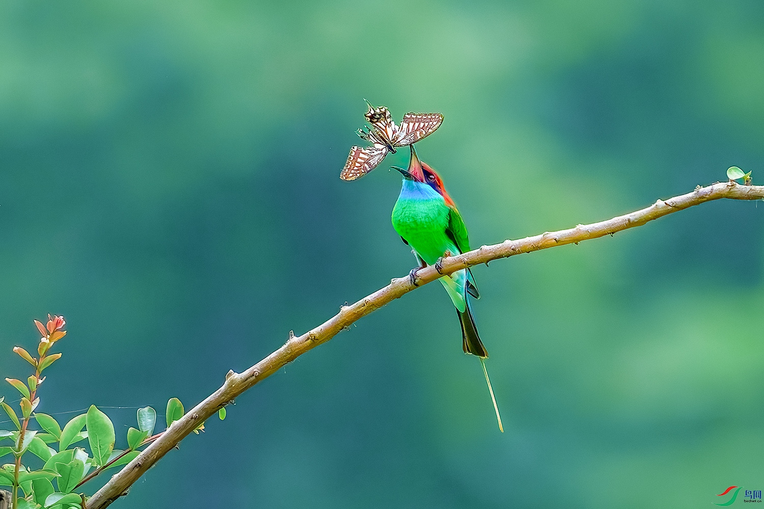 DSC_6103b.jpg