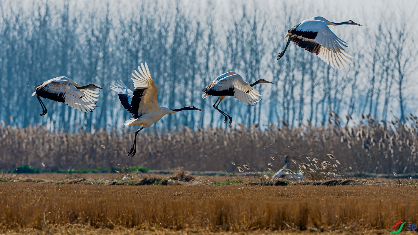 DSC_0729-11.jpg