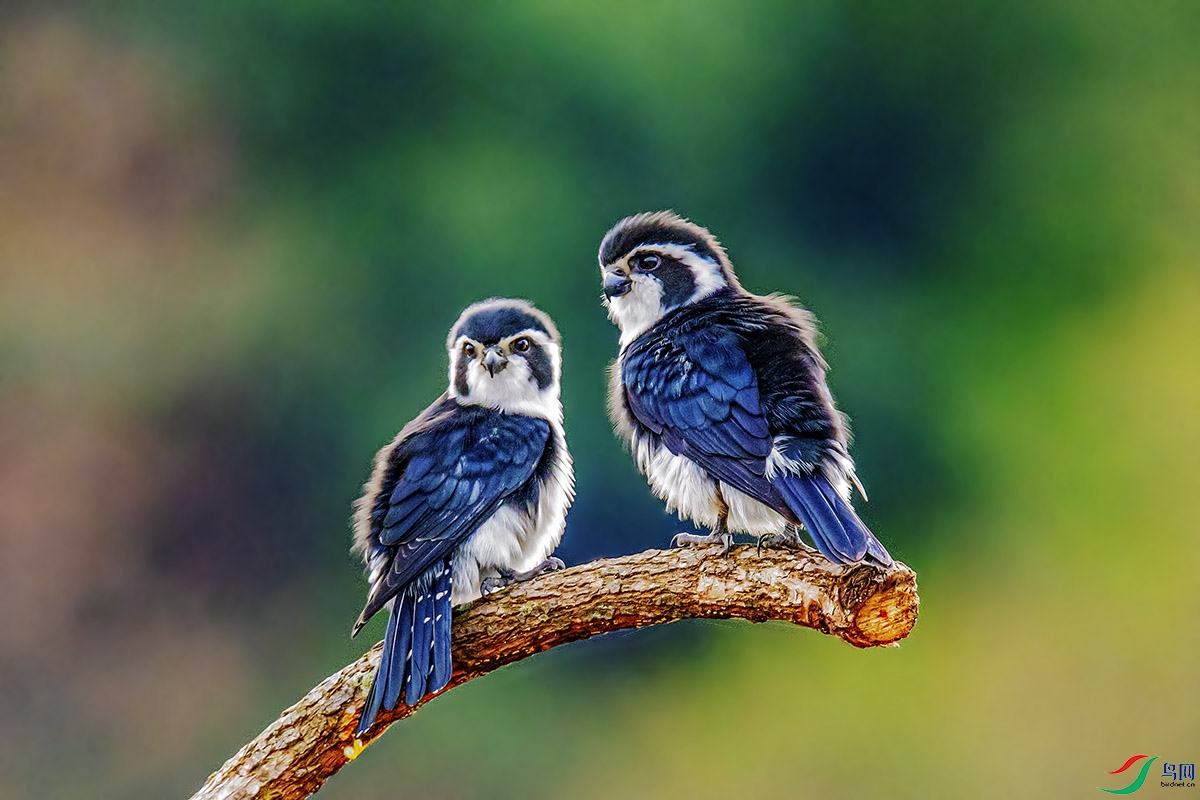DSC_2165-����ǿ.jpg