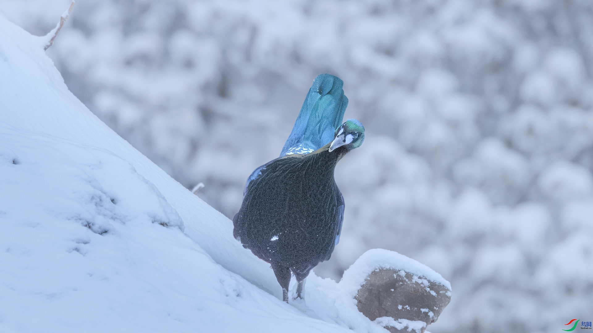 ��β����089A4149.jpg