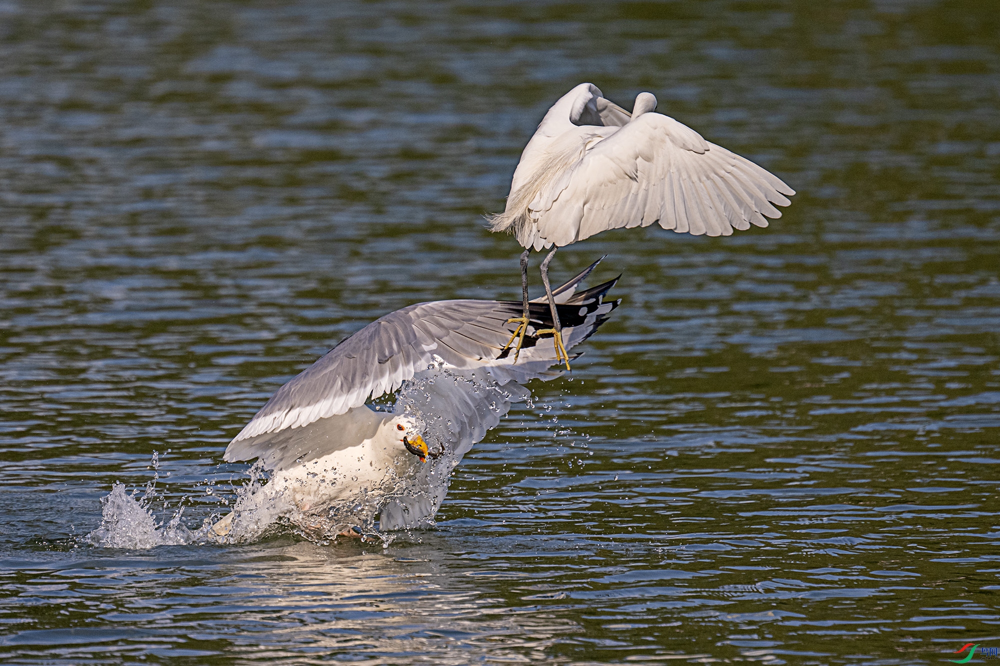 DSC_9415.jpg