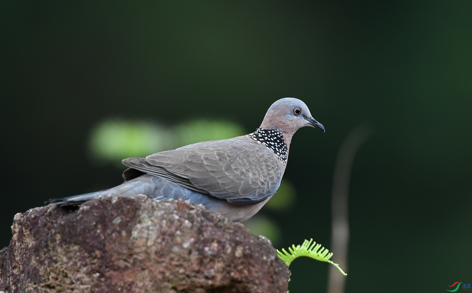 DSC_1257.jpg