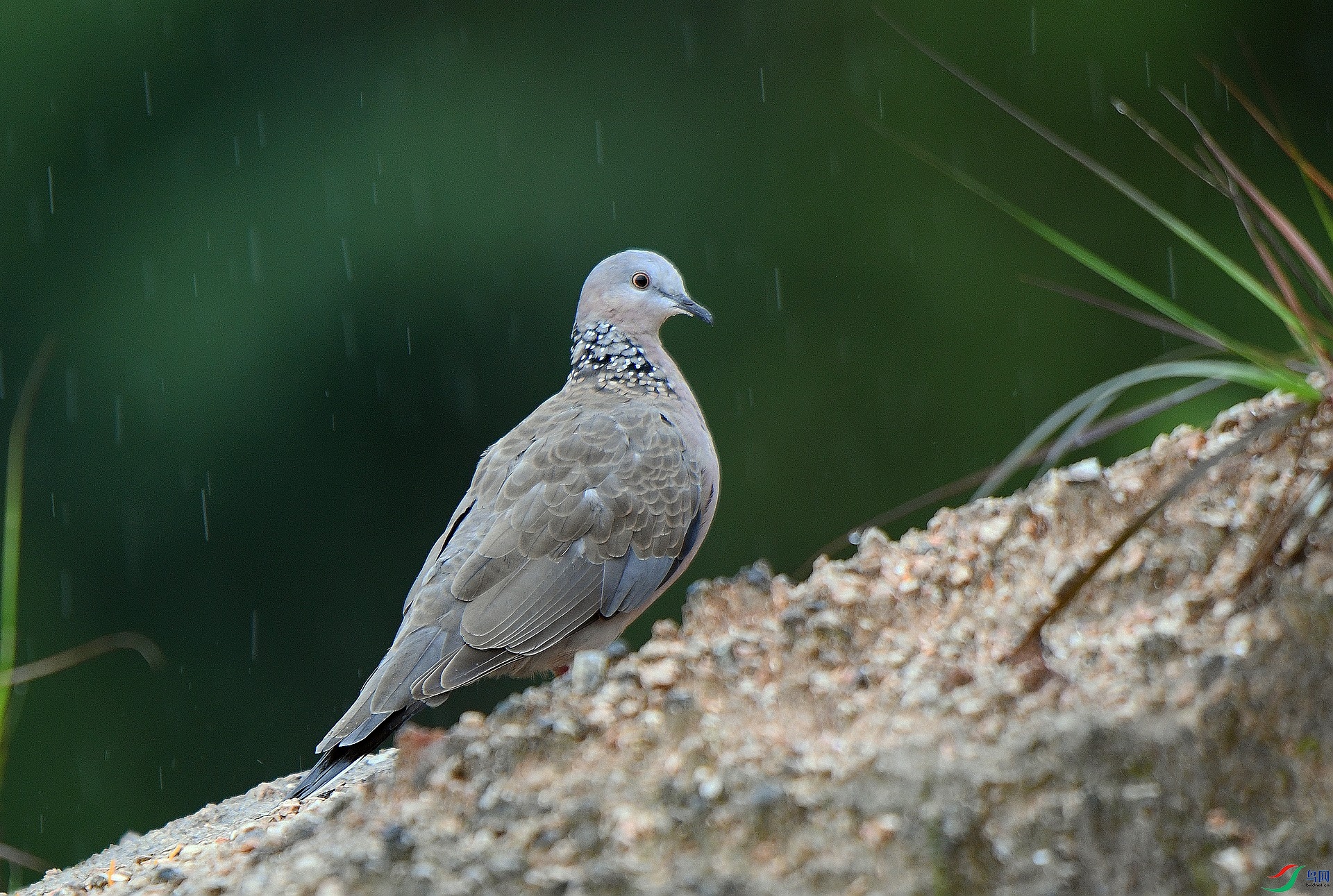 DSC_0096.jpg