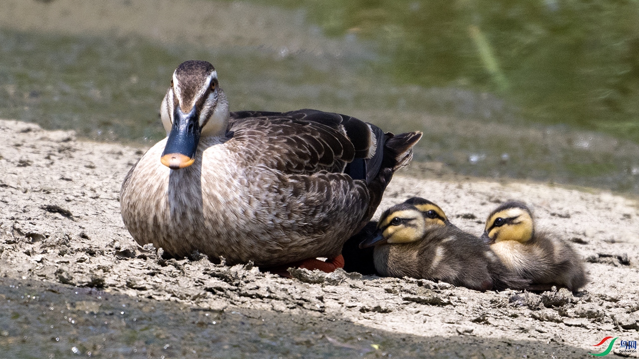 DSC_8190-.jpg