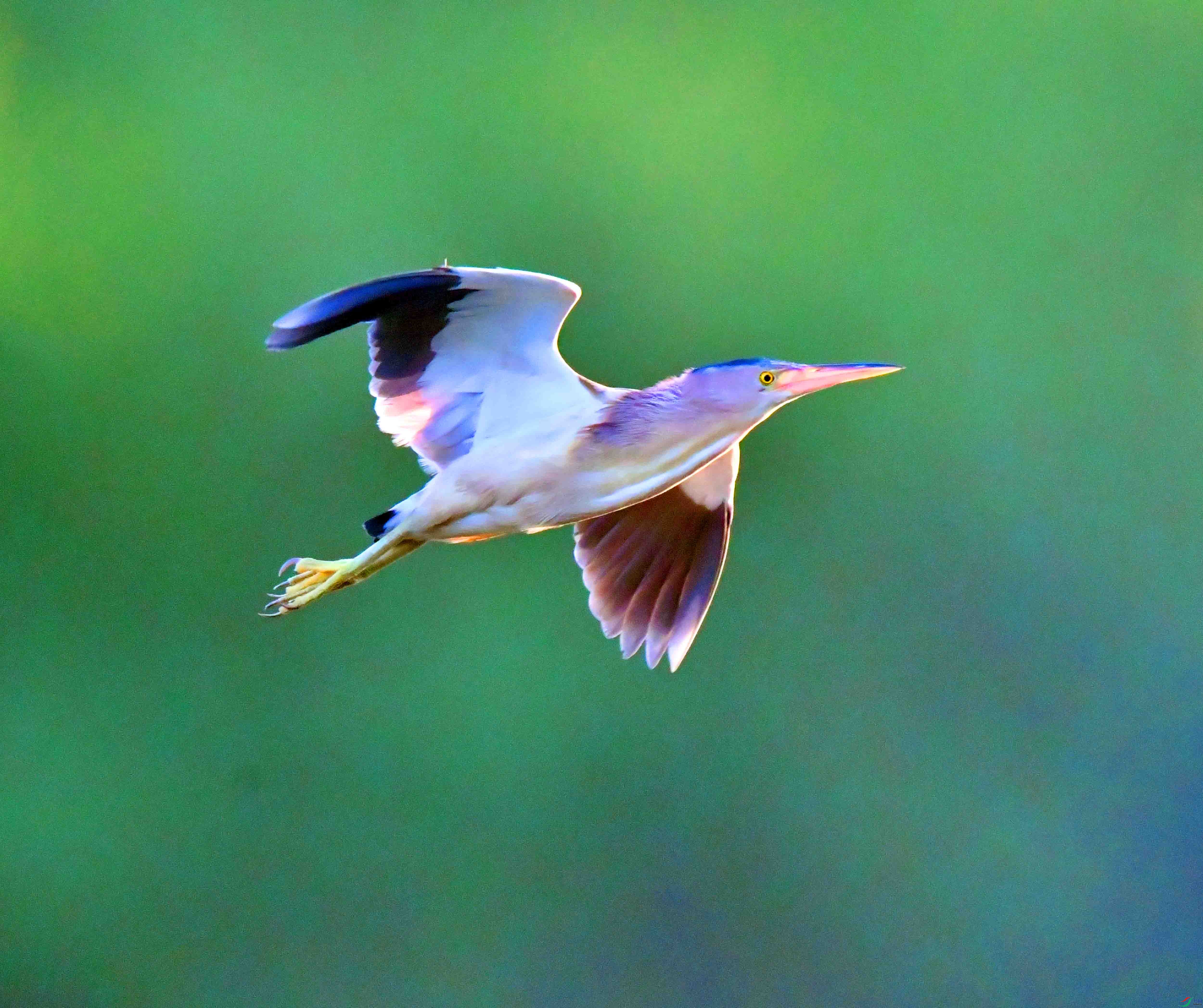 DSC_6382.JPG