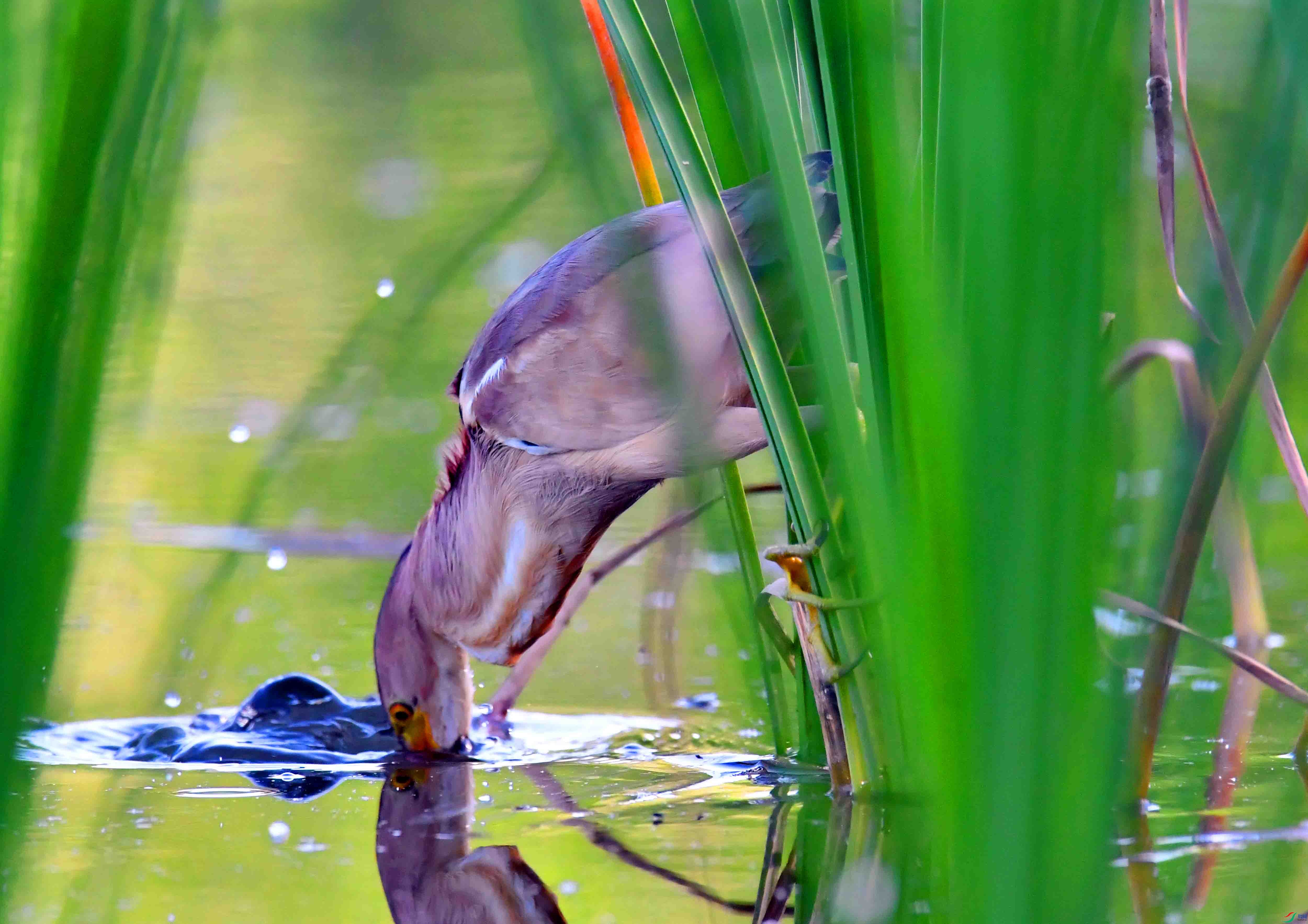 DSC_6438.JPG