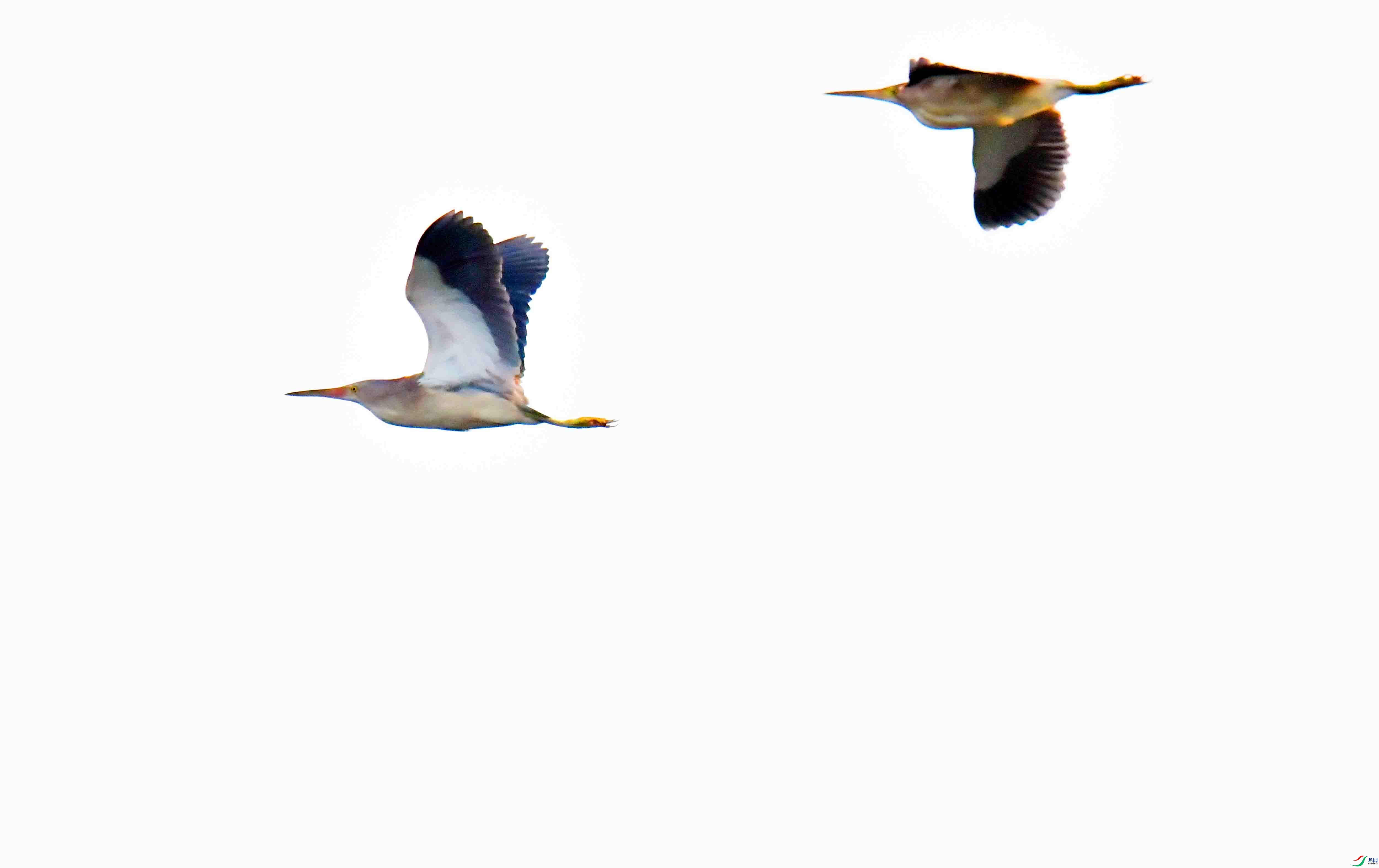 DSC_6499.JPG
