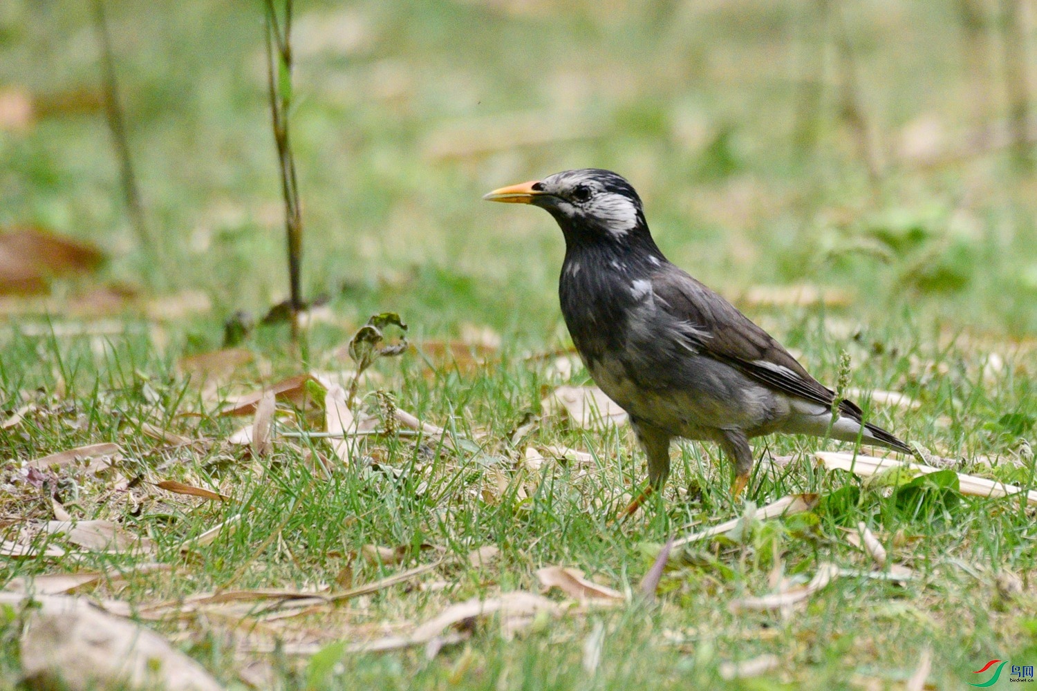 DSC_0623.JPG