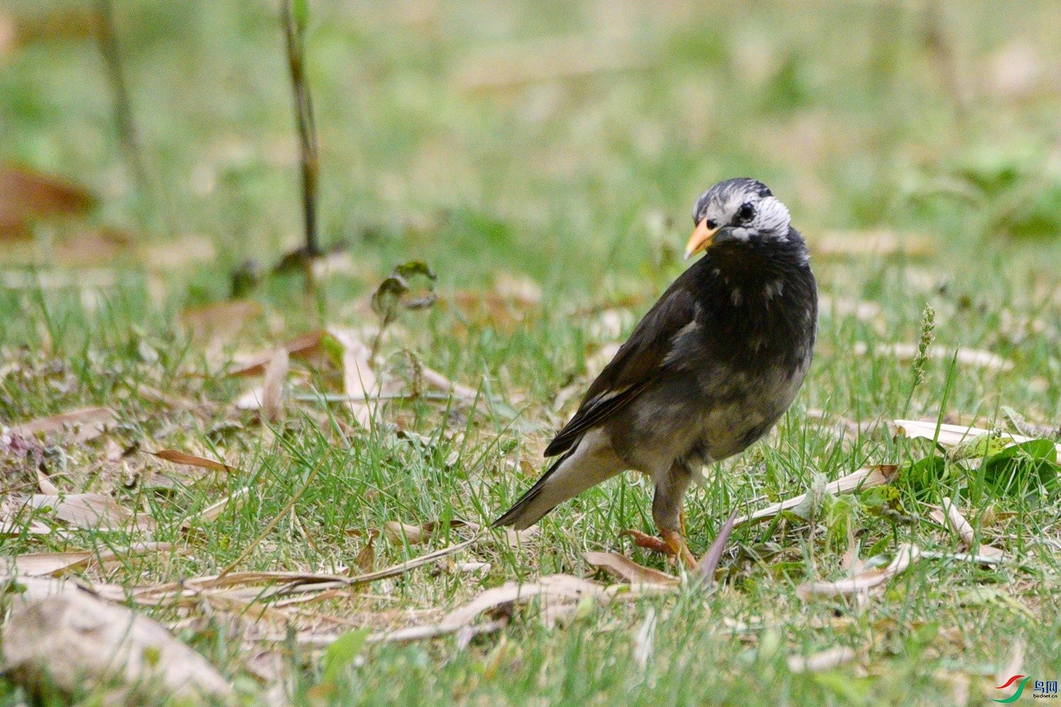 DSC_0629.JPG