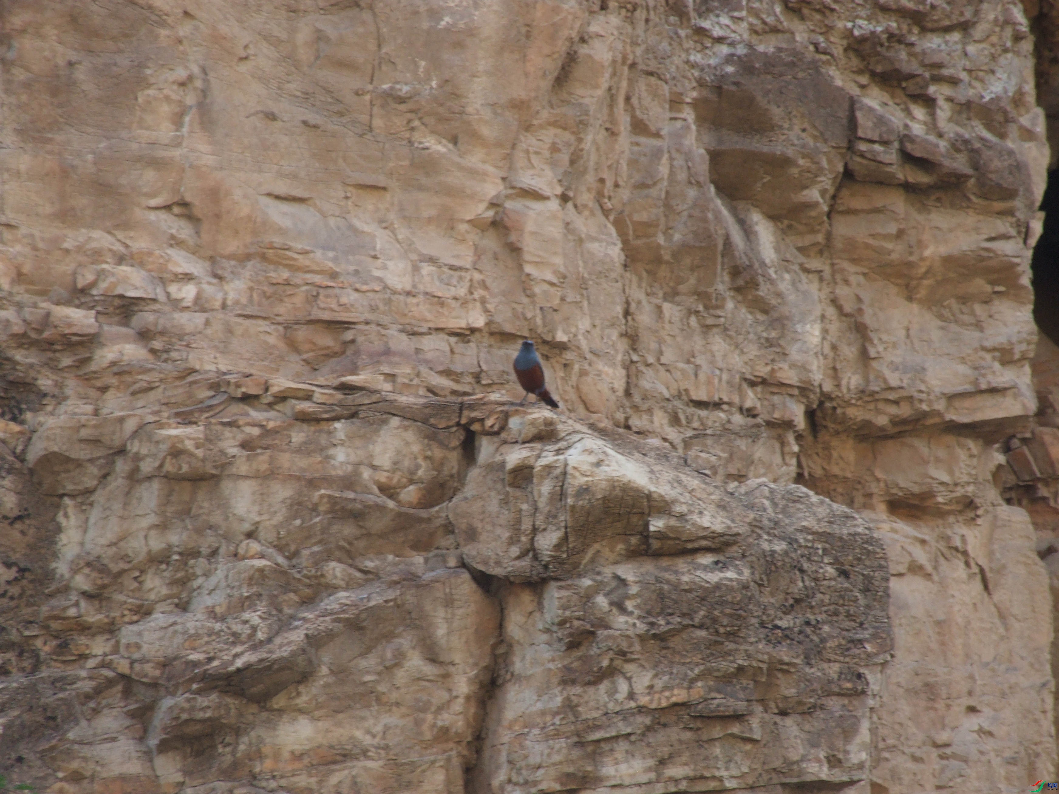 Bird_��_PPBC_20441839_�γ���_ɽ��ʡ_��̨ɽ_����.jpg