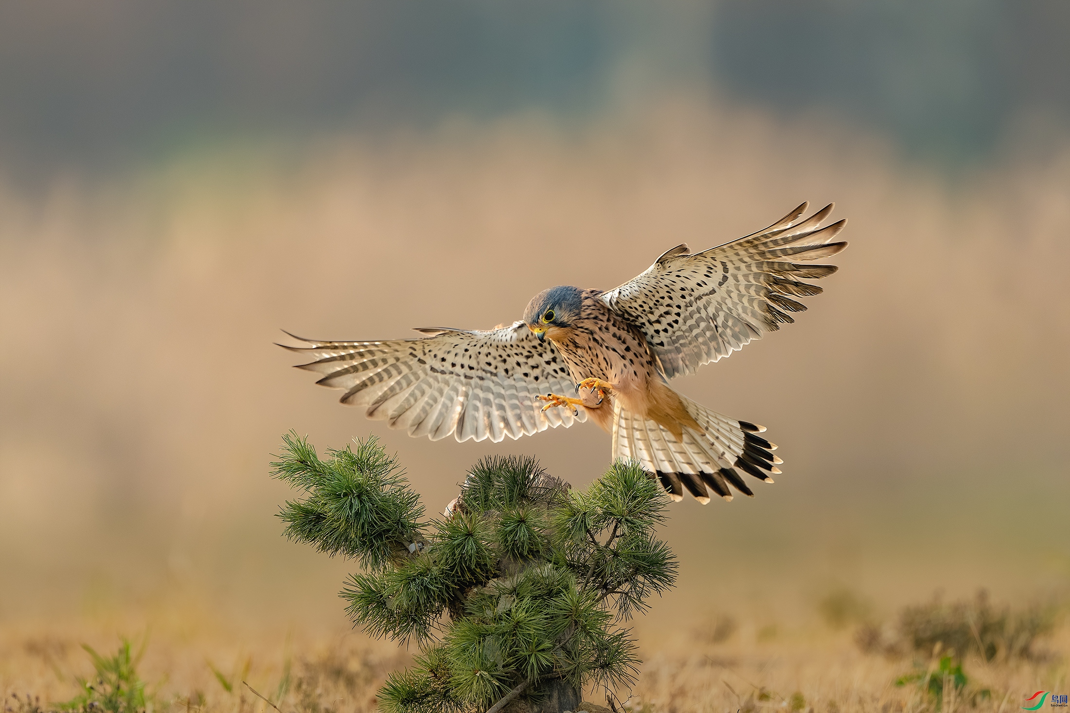 DSC_2328-����ǿ-NR ����.jpg