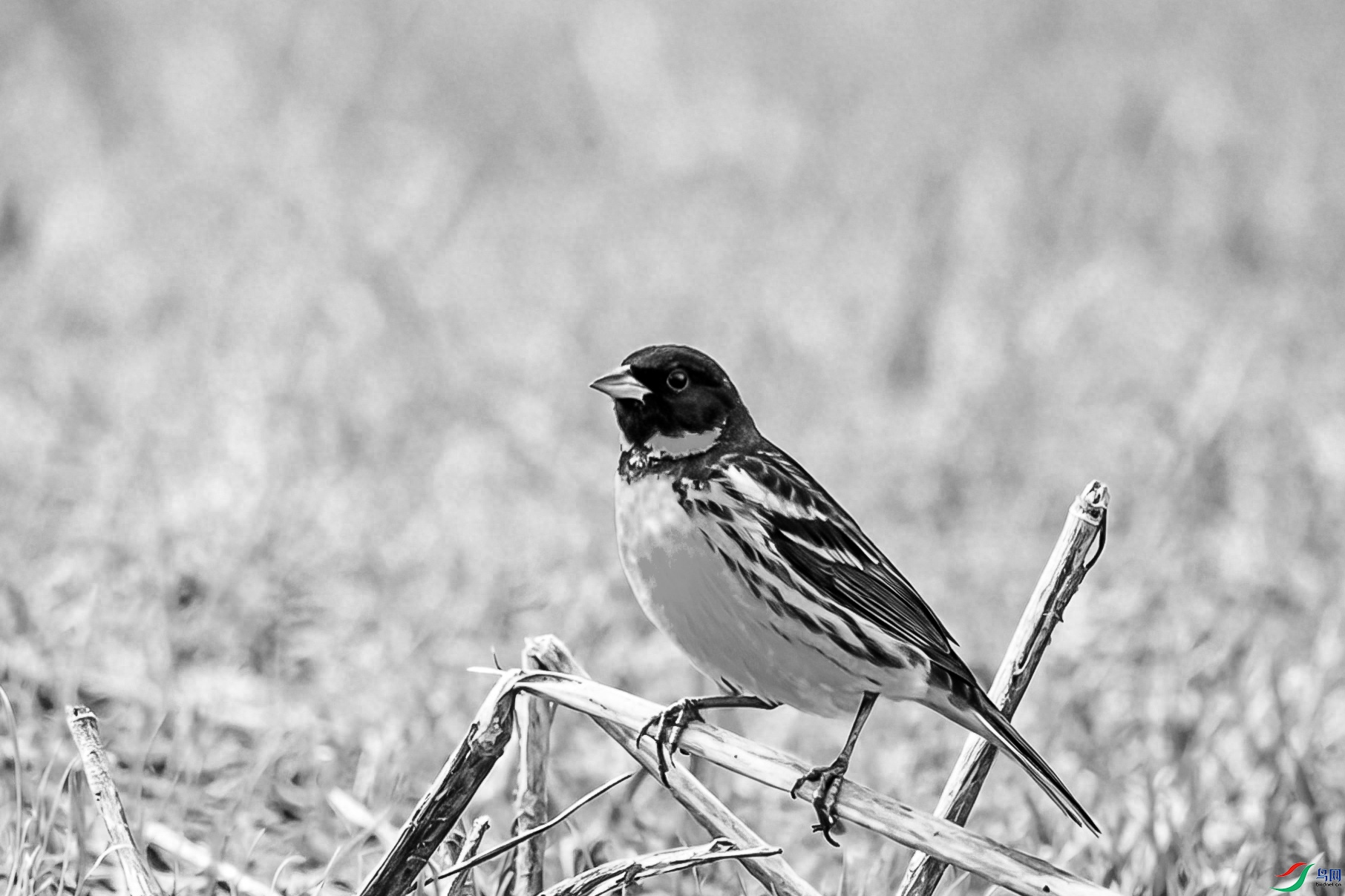 _DSC38600.jpg