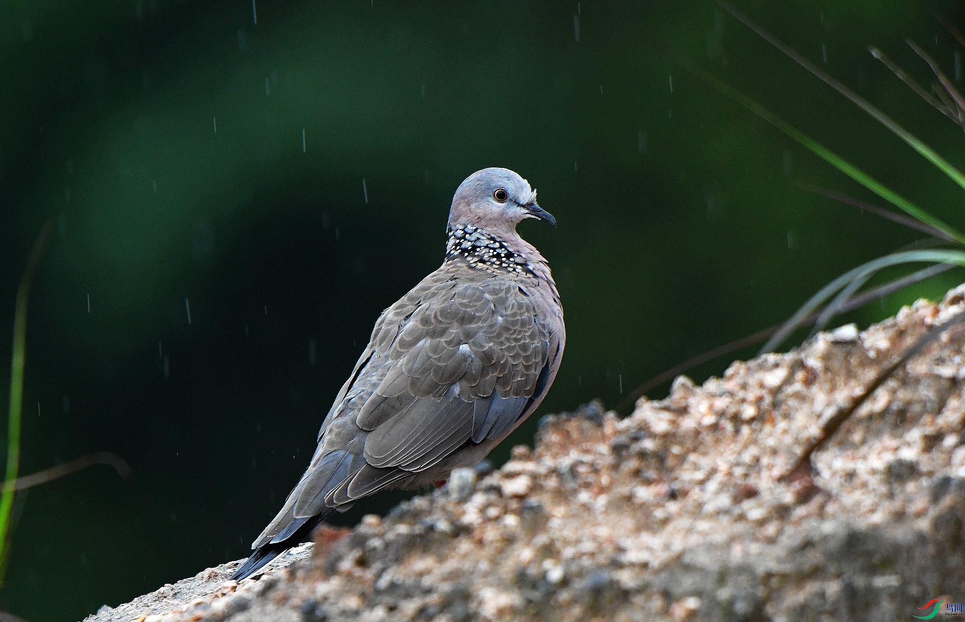 DSC_0105.jpg