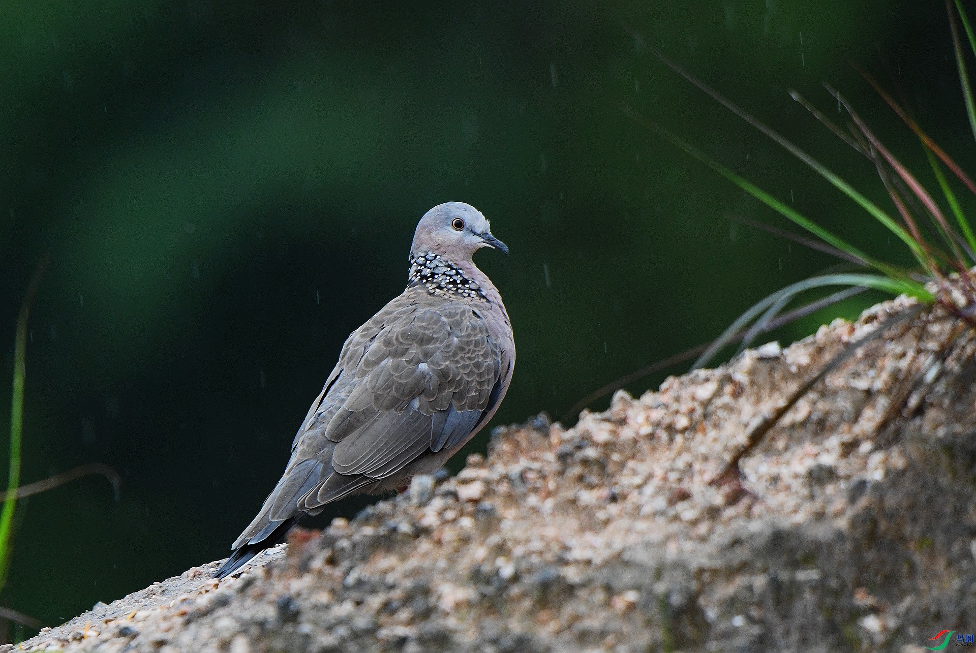 DSC_0102.jpg