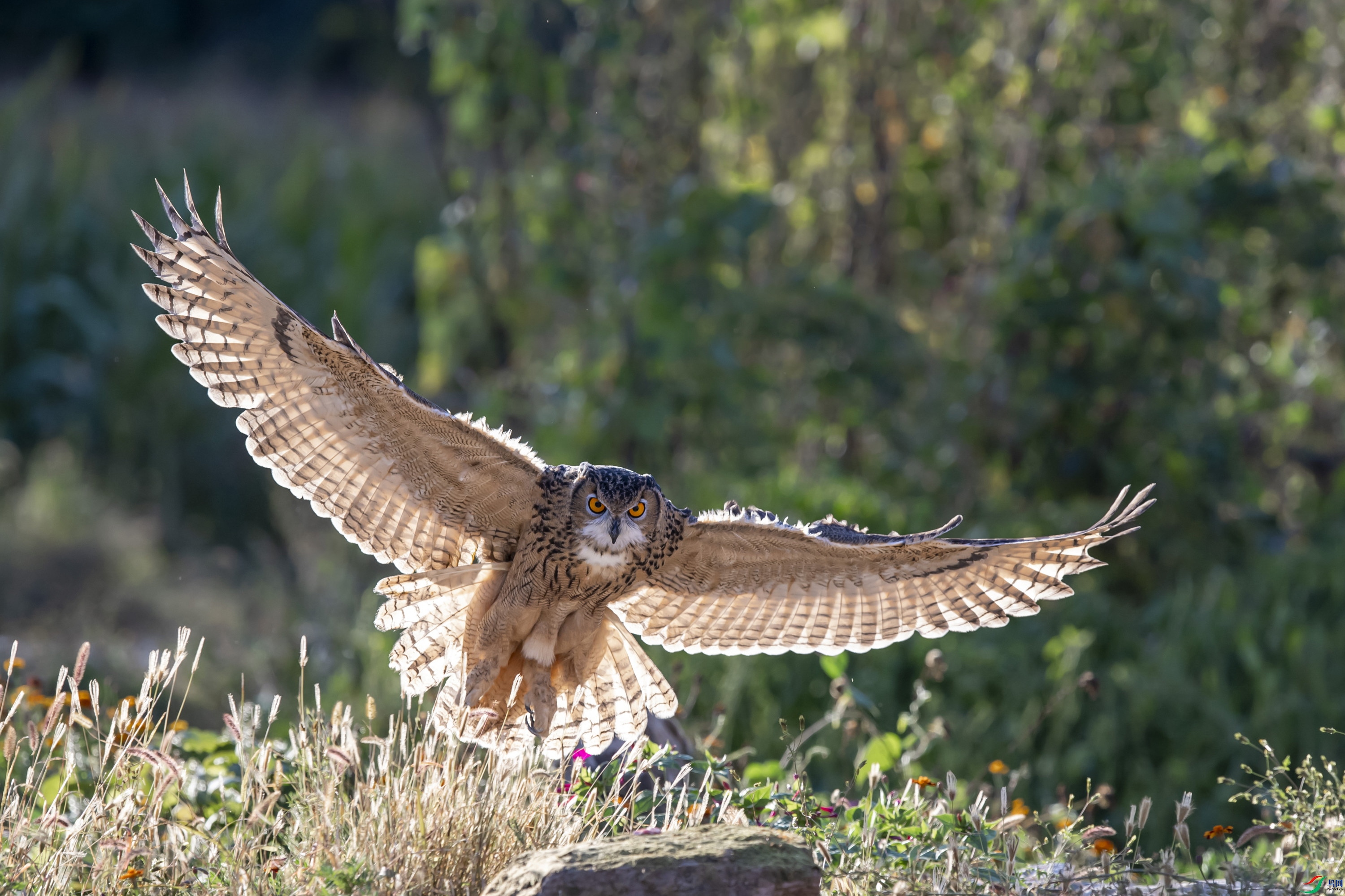 DSC_5163_1.jpg
