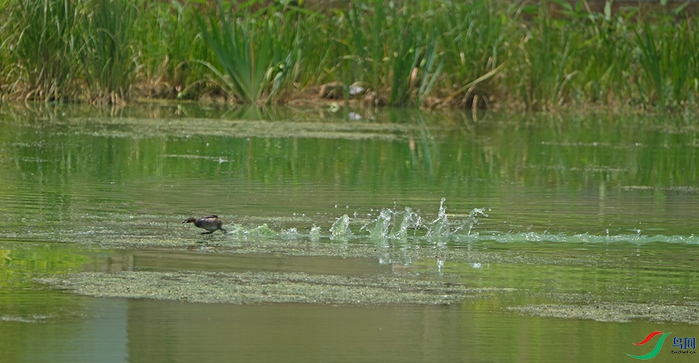 DSCF7186.1.jpg