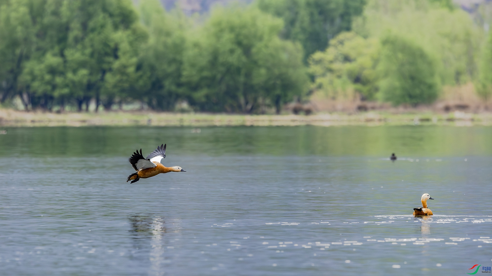 _A3A2389-1ab.jpg