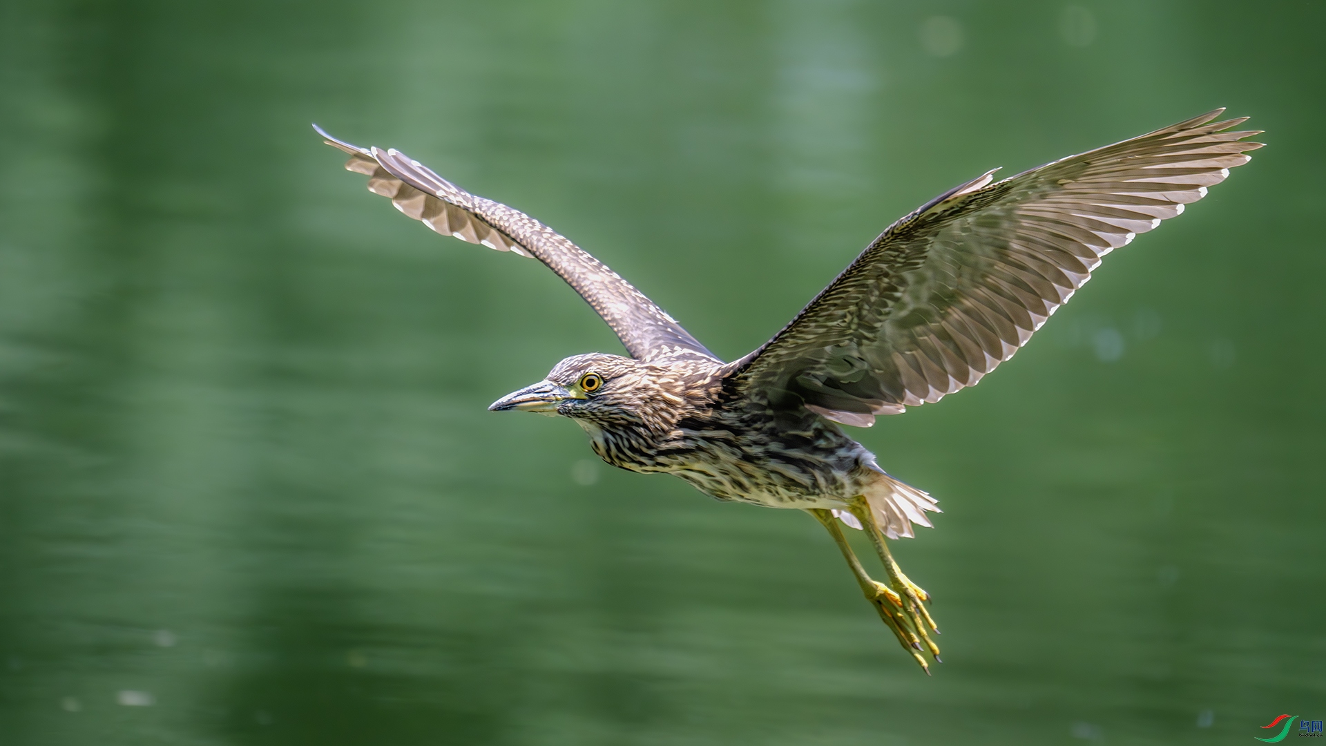DSC_8390-����ǿ-NR ����.jpg
