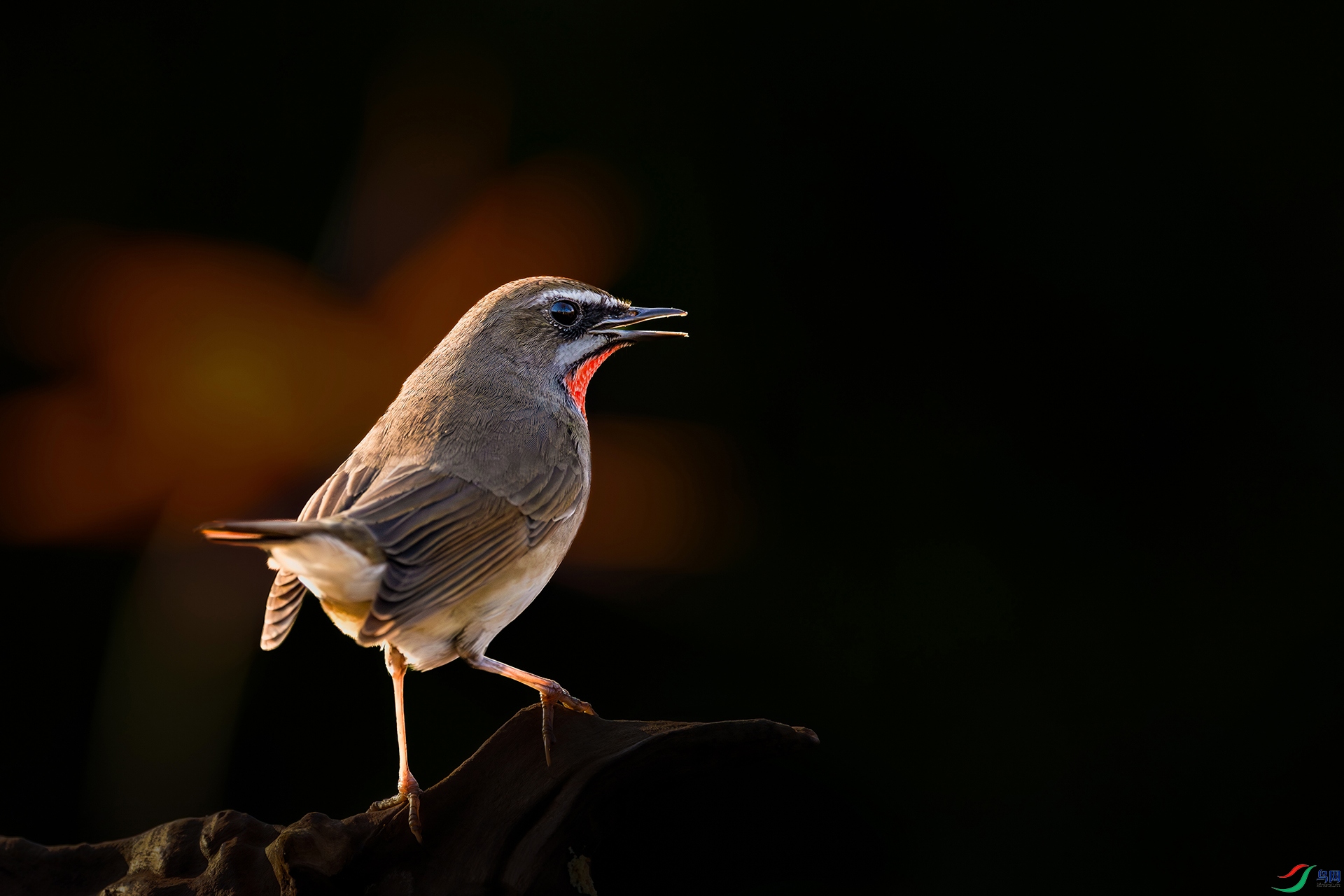_A3A4118-1ab.jpg