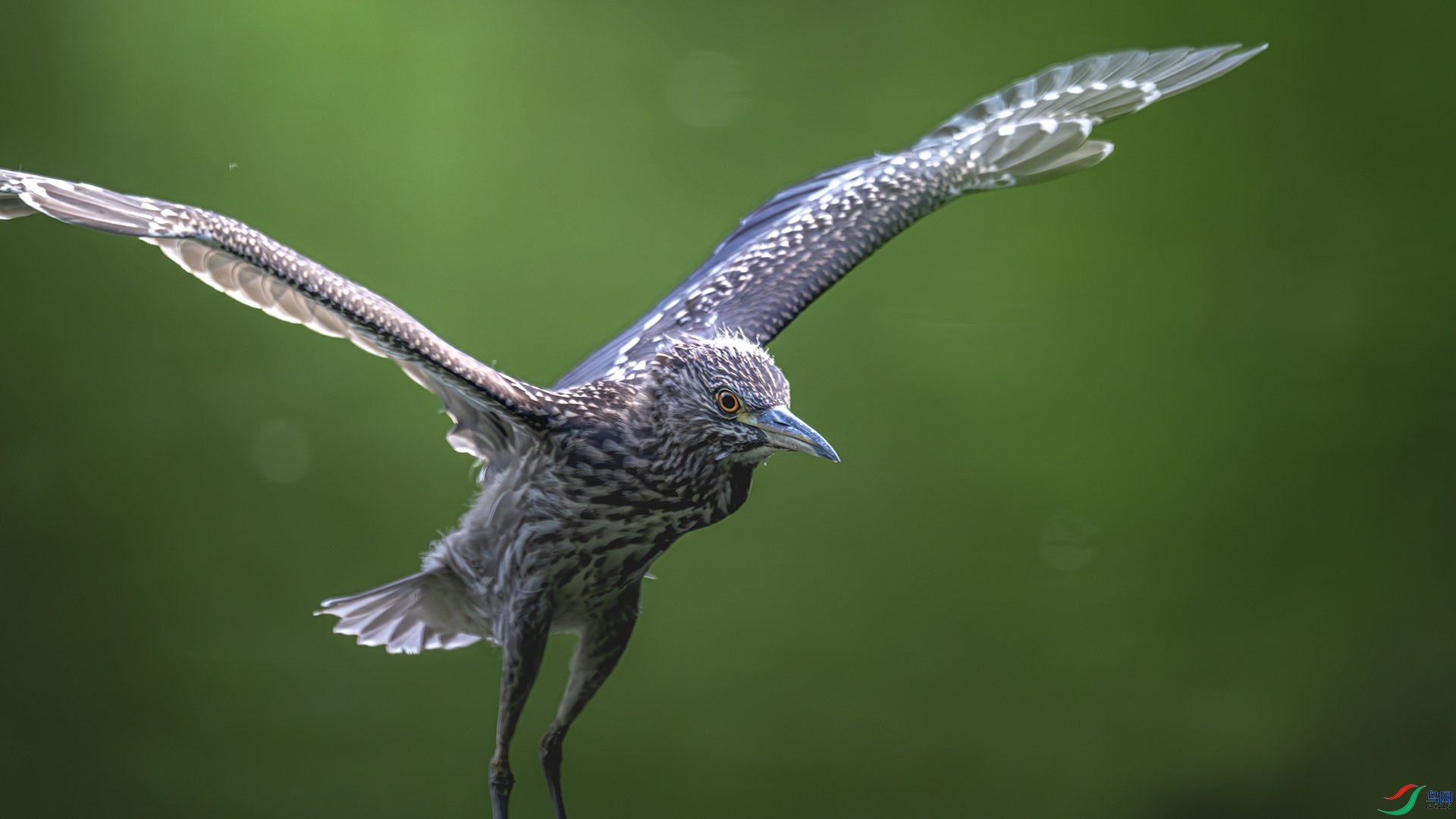 DSC_8236-����ǿ-NR ����.jpg