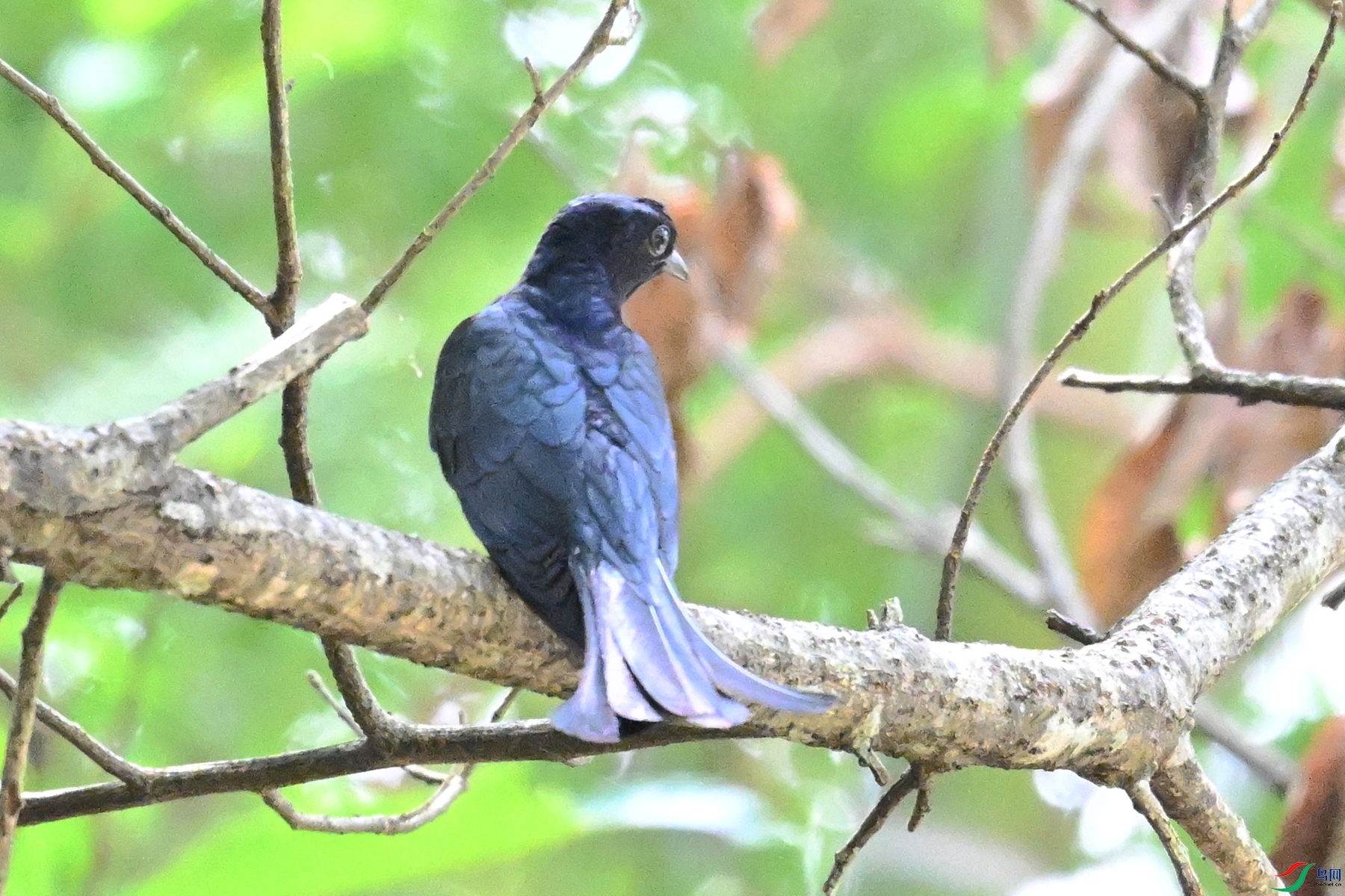 DSC_0625.JPG