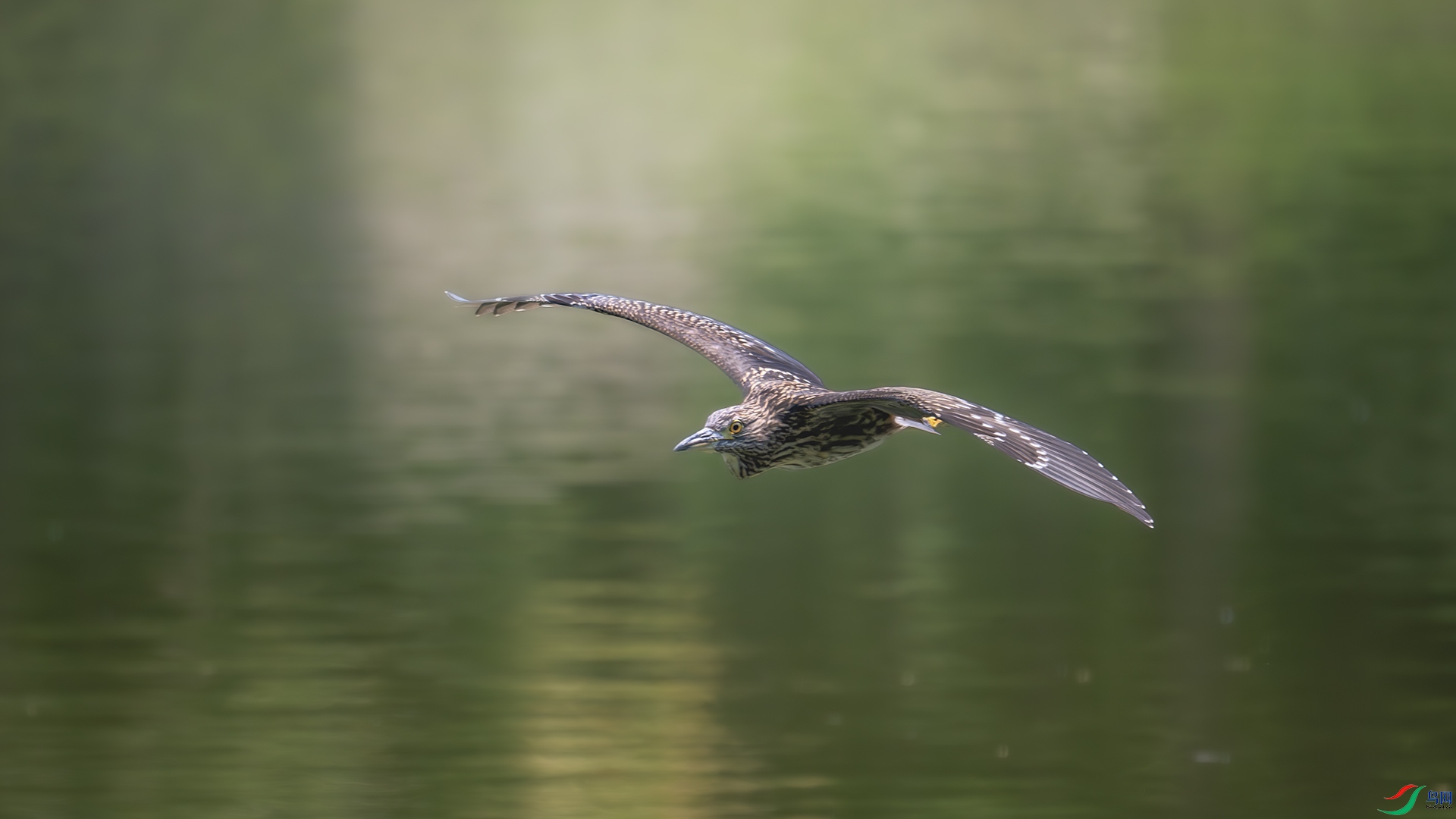 DSC_8363-����ǿ-NR ����.jpg
