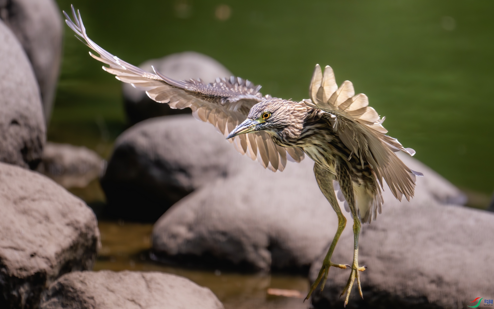 DSC_8403-����ǿ-NR ����.jpg