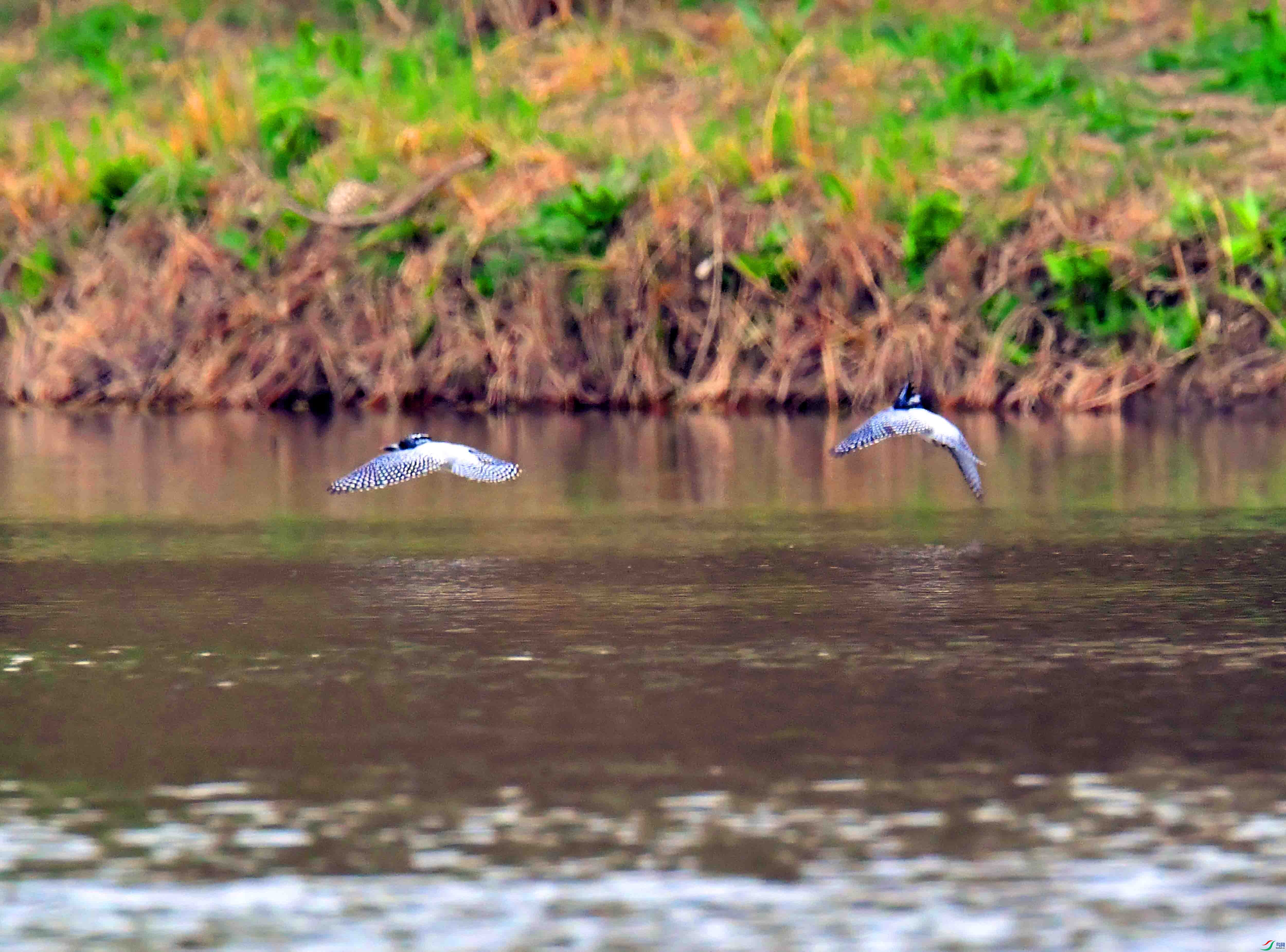 DSC_0470.JPG