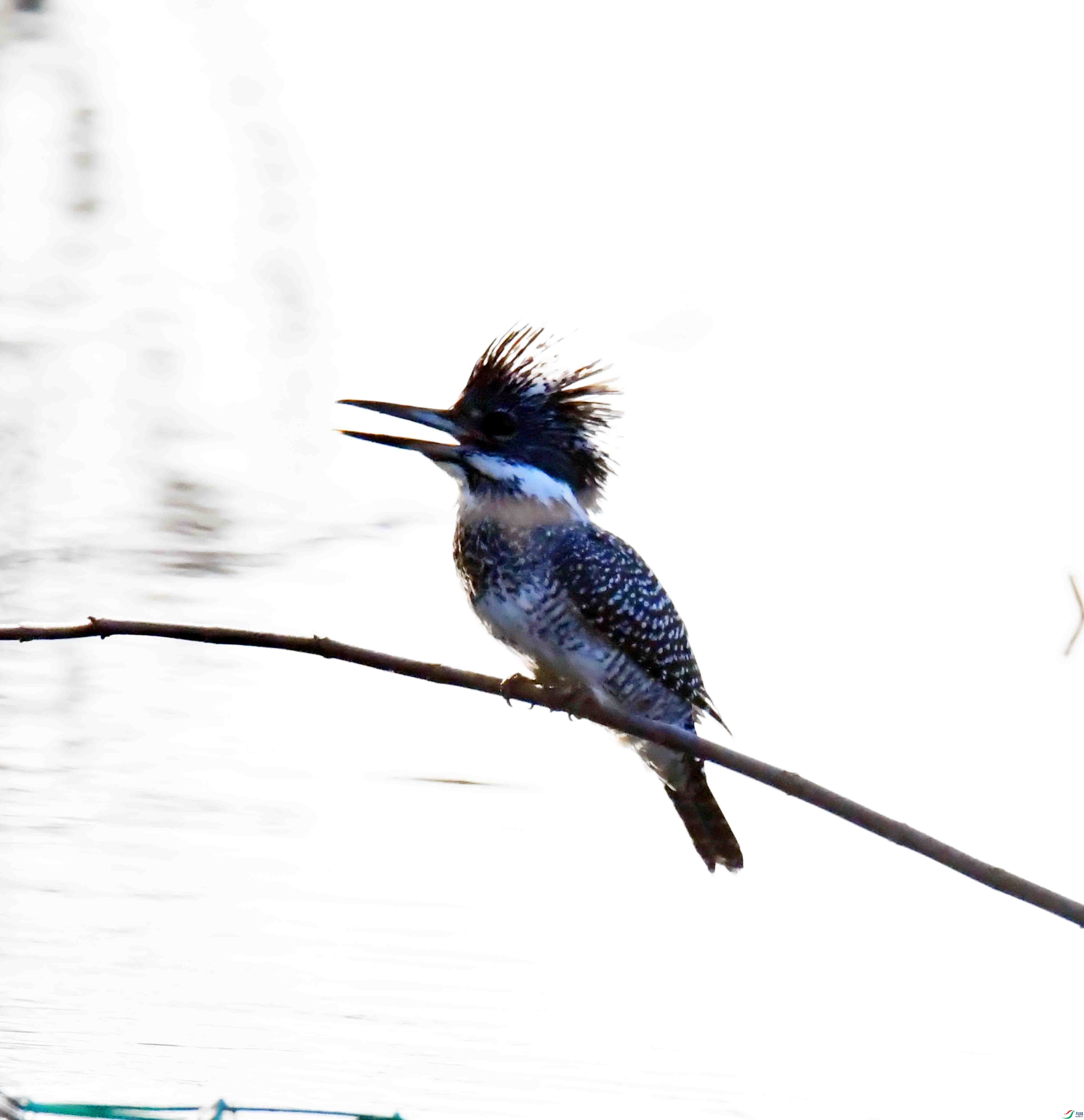 DSC_0533.JPG
