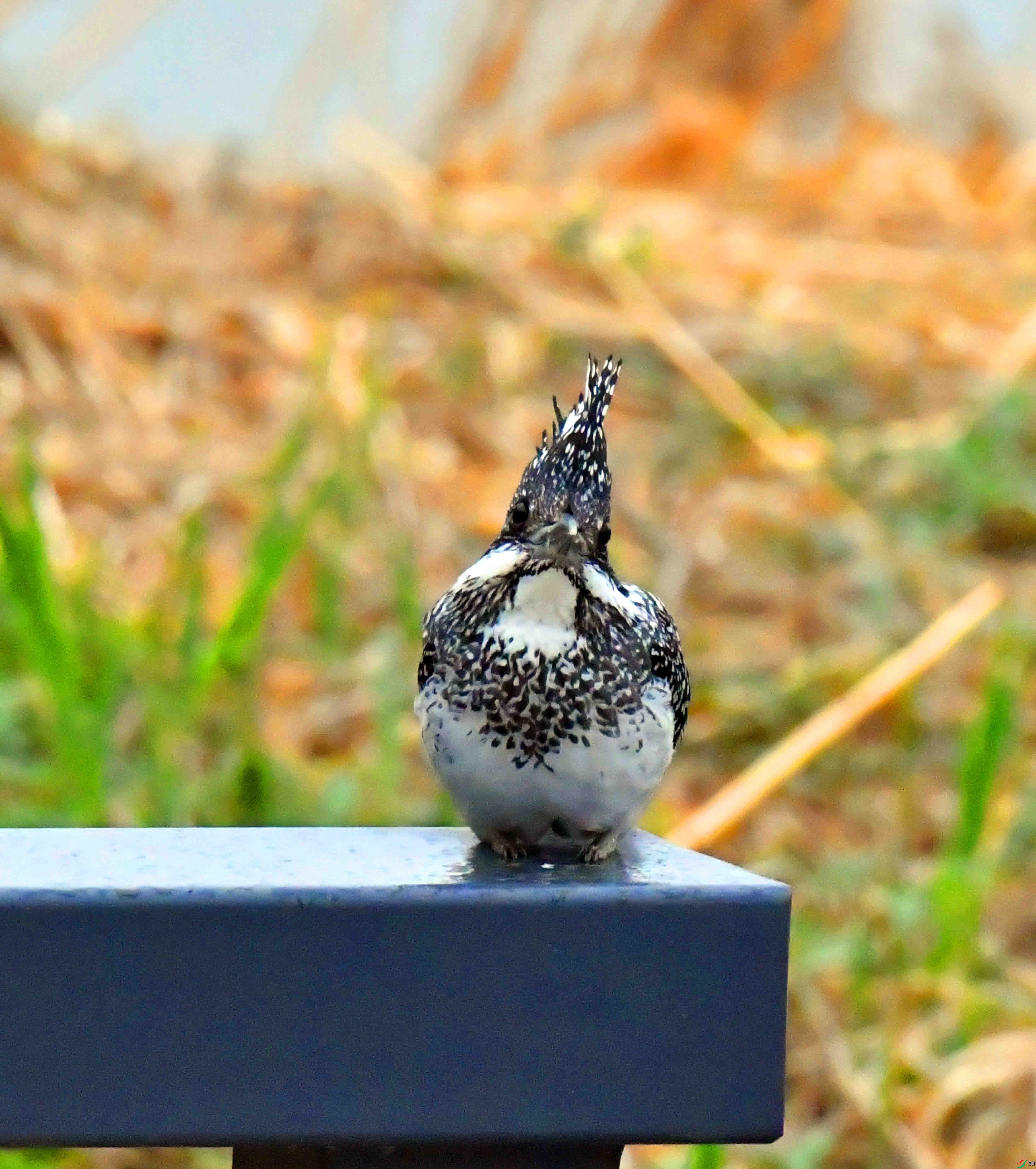 DSC_0535.JPG