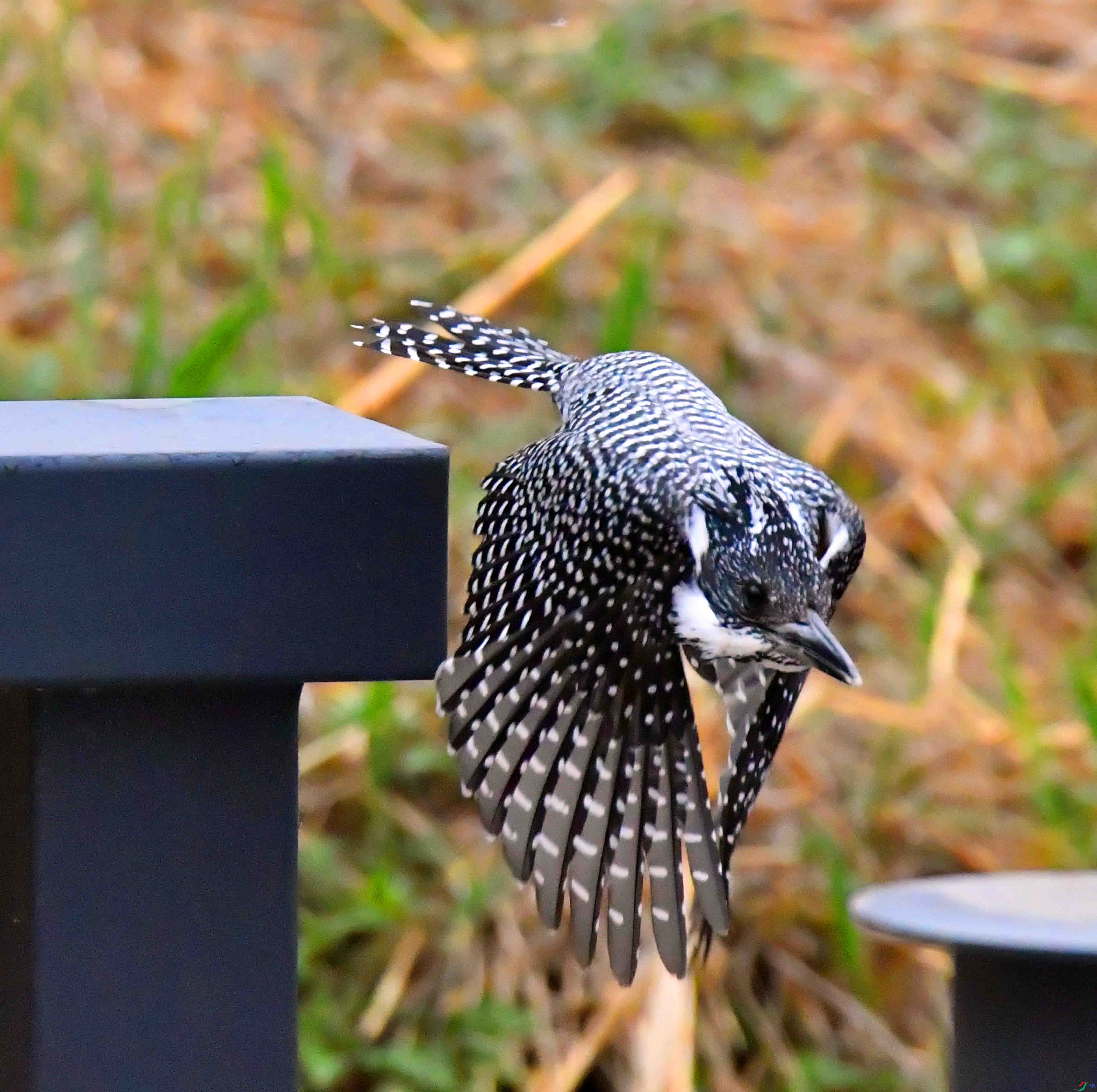 DSC_0540.JPG
