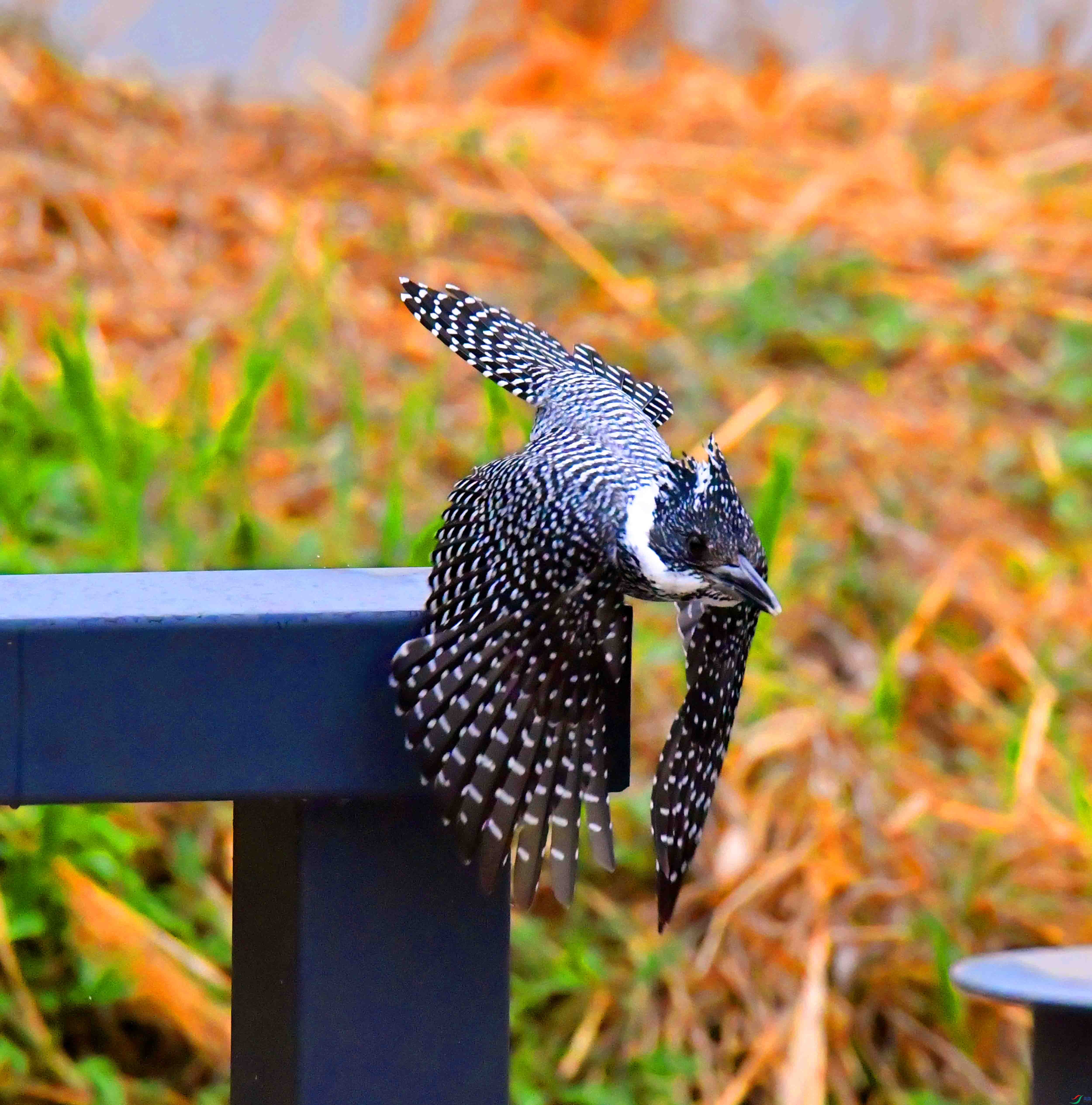 DSC_0539.JPG