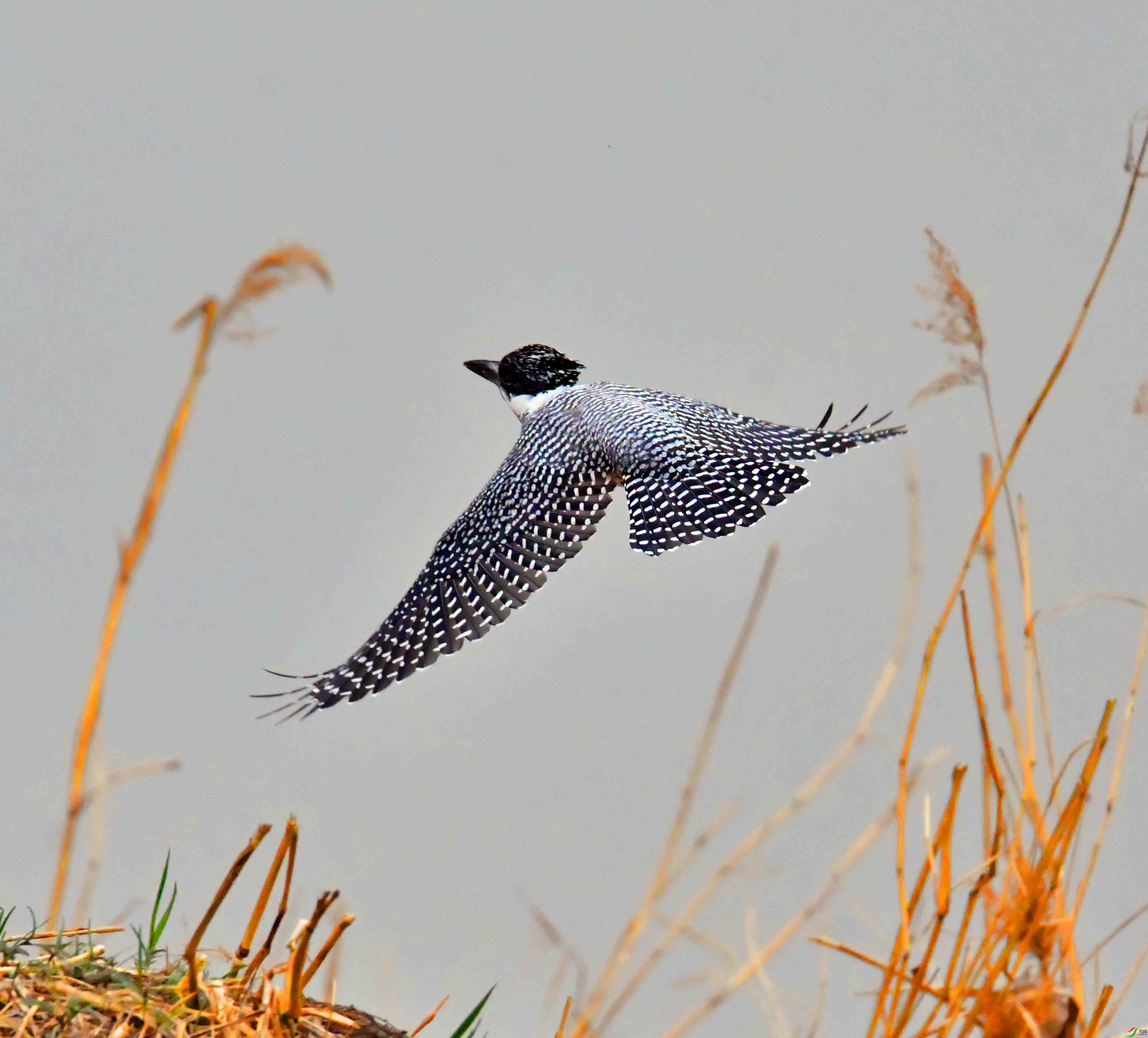 DSC_0549.JPG