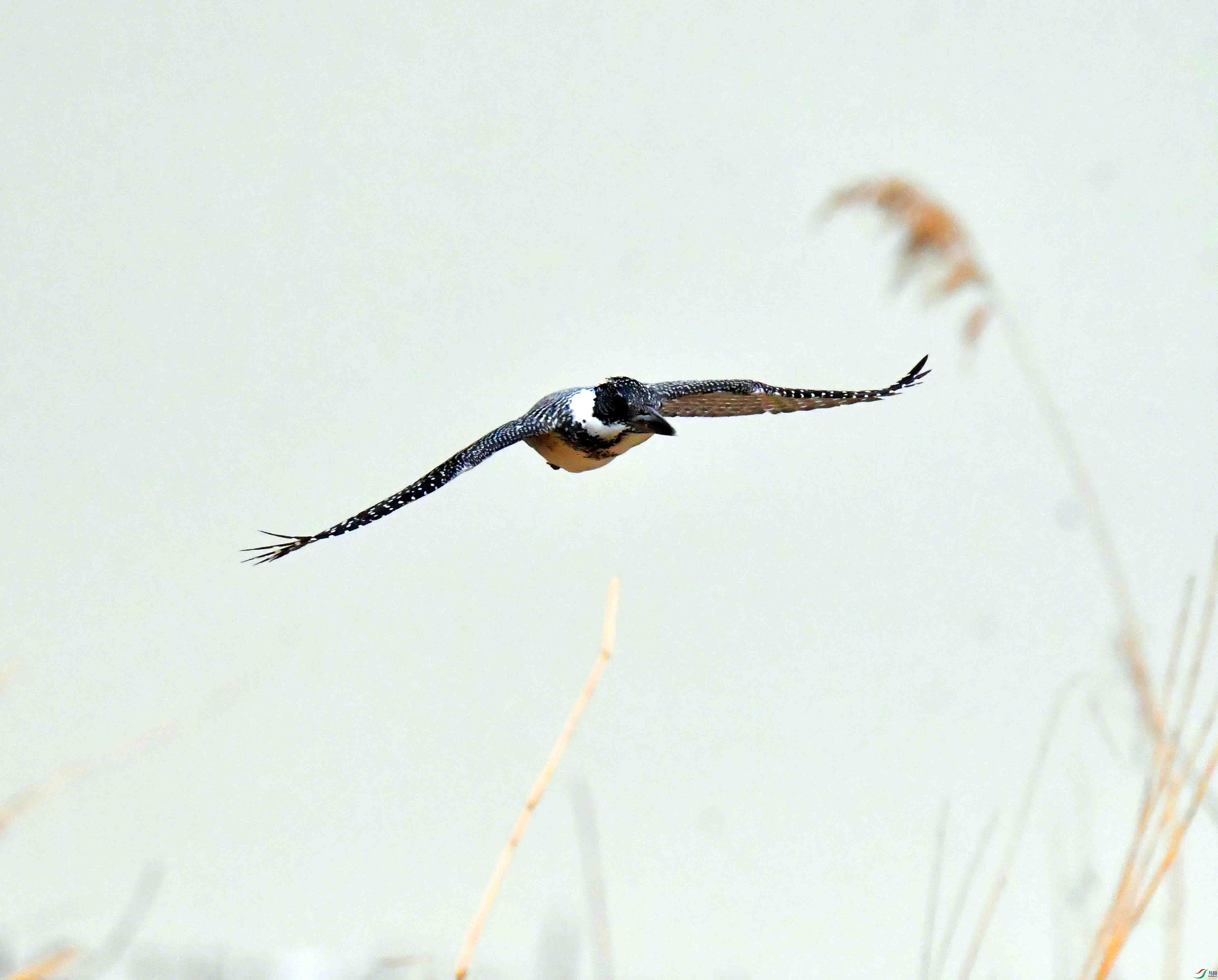DSC_0567.JPG