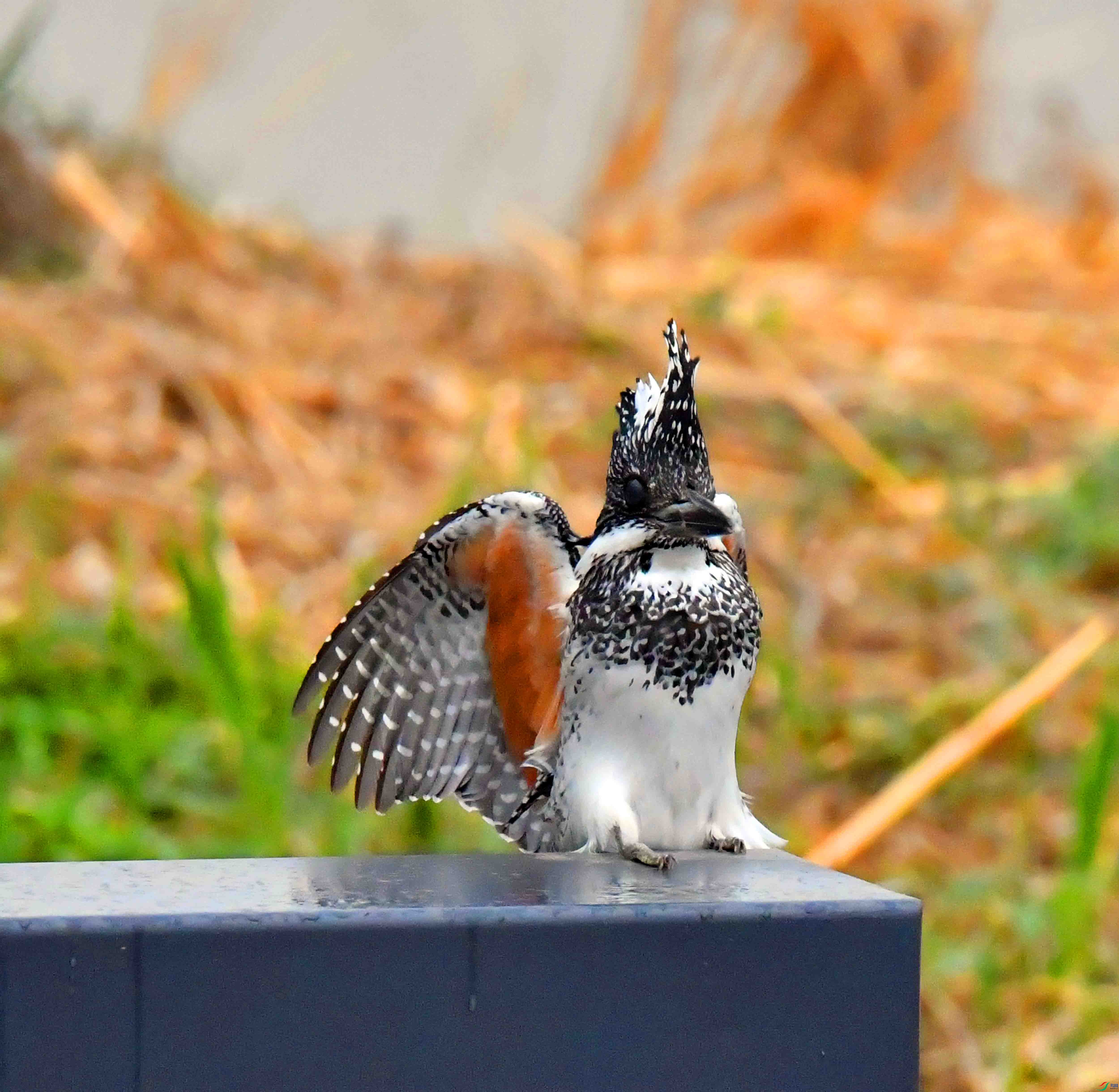 DSC_0576.JPG